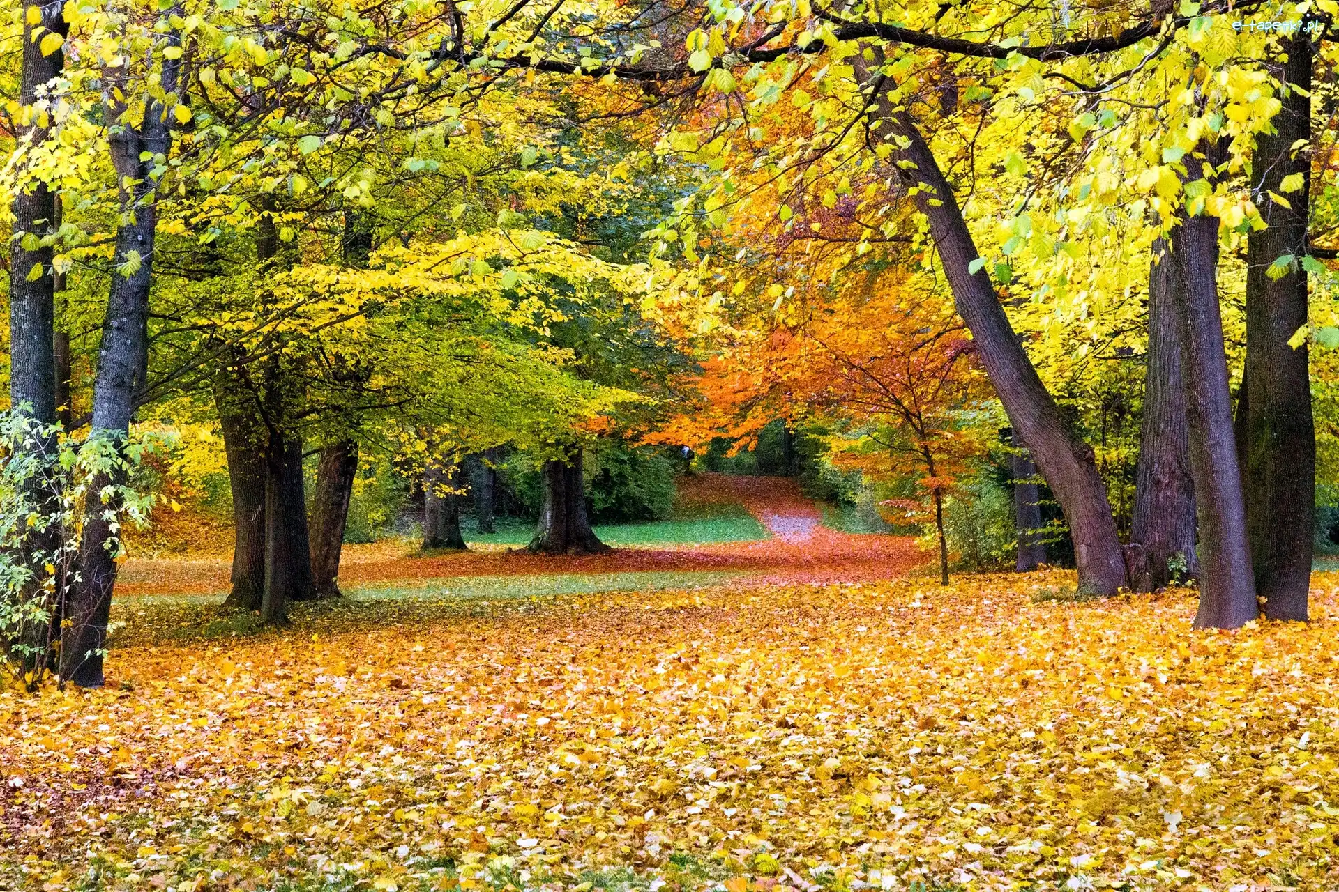 Liście, Aleje, Opadłe, Jesień, Drzewa, Park