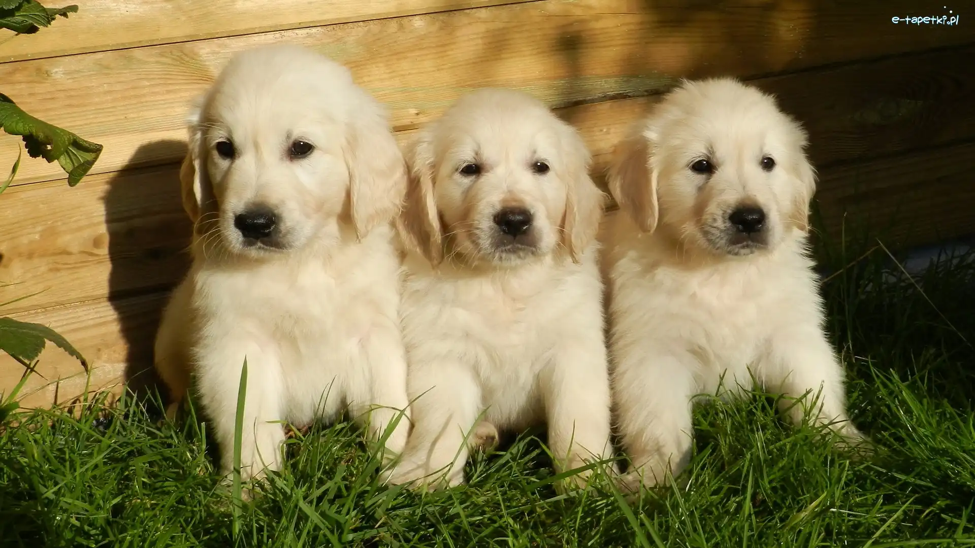 Szczeniaki, Trawa, Golden retriever, Psy