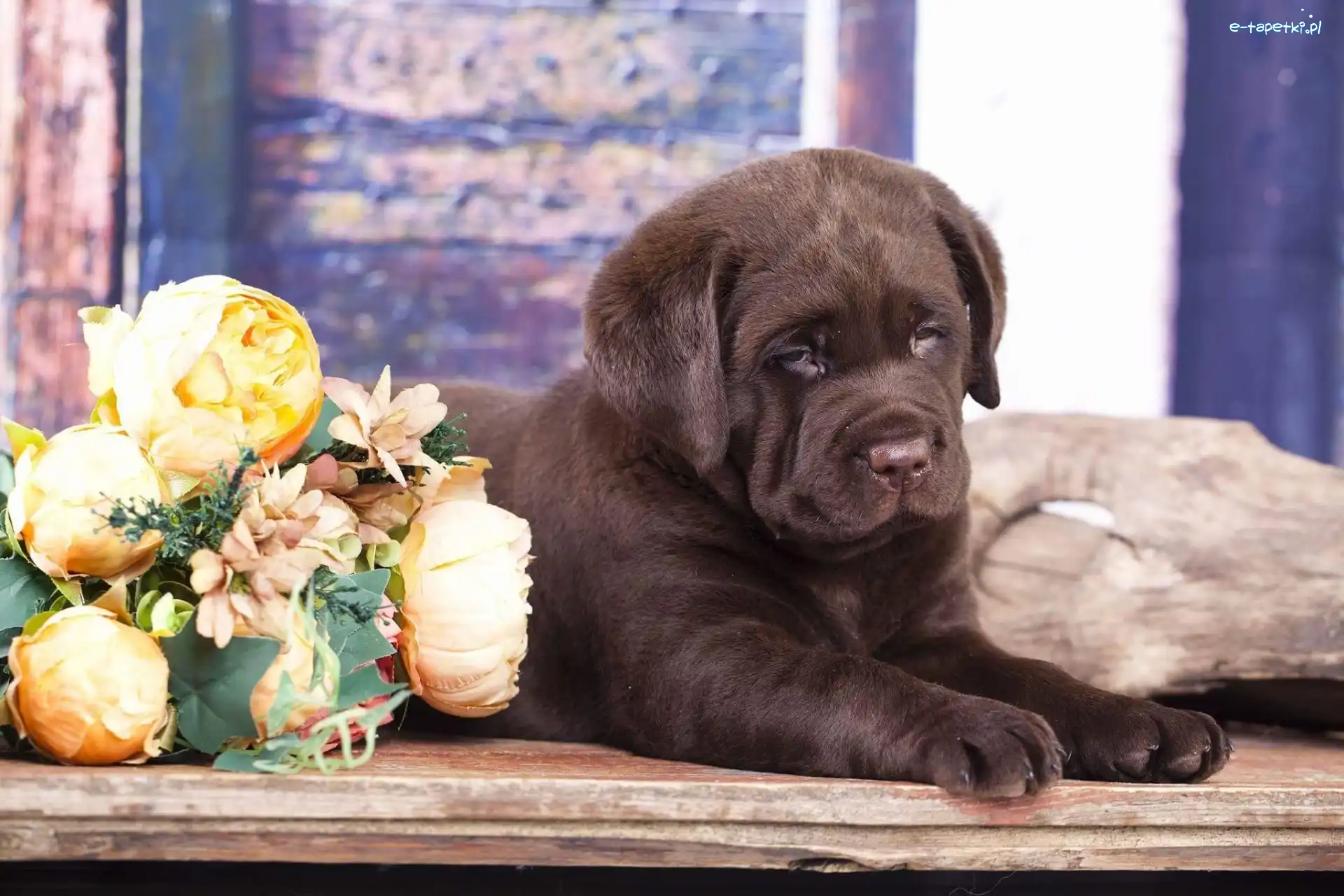 Pies, Czekoladowy, Szczeniak, Kwiaty, Labrador retriever