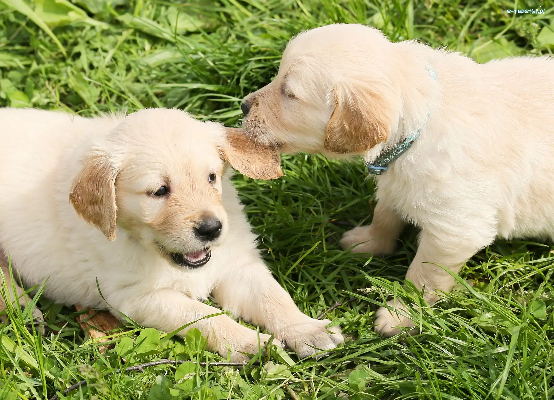 Psy, Szczeniaki, Dwa, Trawa, Golden retriever