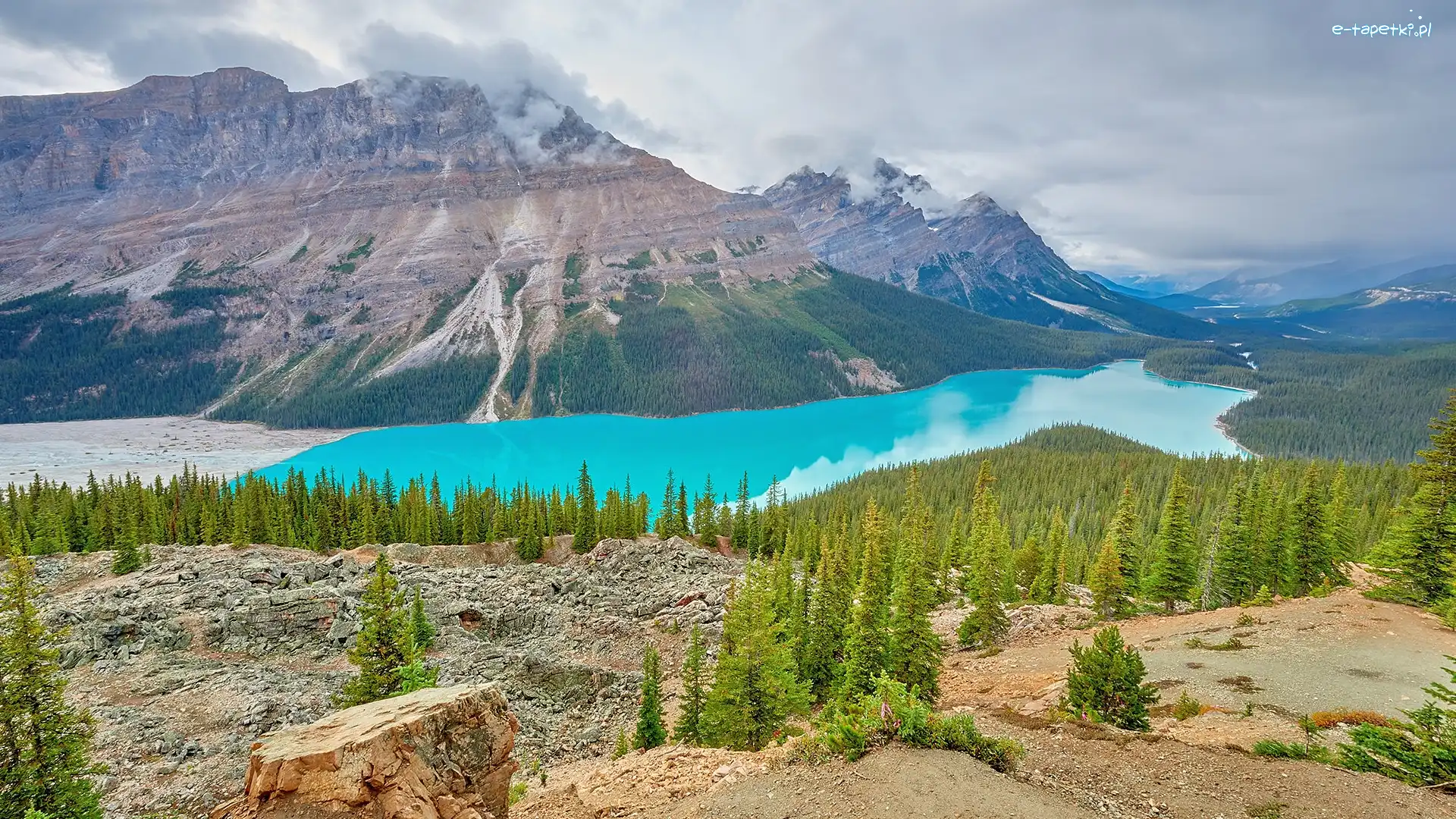 Kanada, Jezioro Peyto, Lasy, Góry Canadian Rockies, Park Narodowy Banff, Alberta, Drzewa