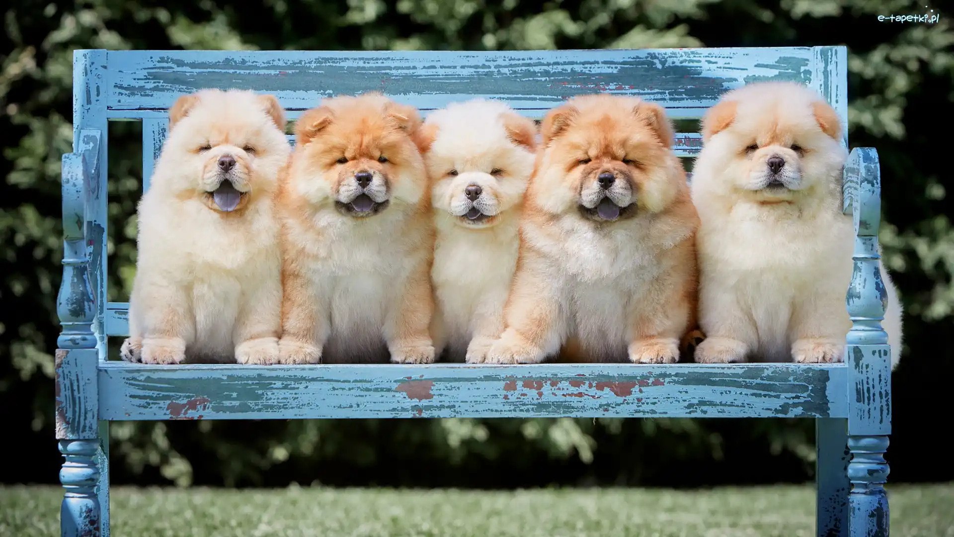Szczeniaków, Ławeczka, Chow chow, Pięć