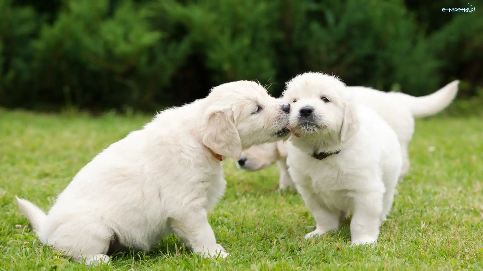 Dwa, Szczeniaki, Psy, Trawa, Golden retriever