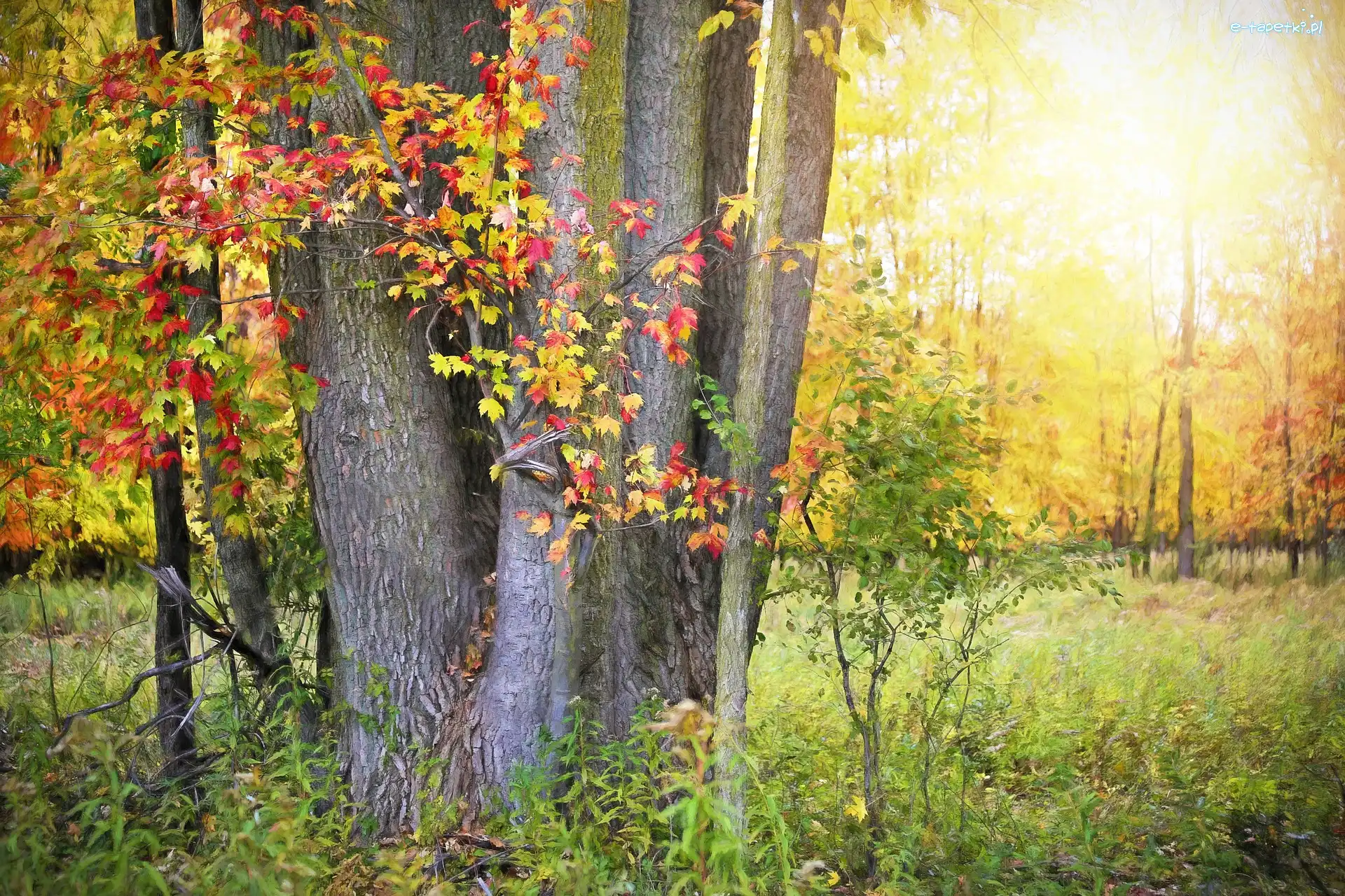 Rośliny, Kolorowe, Liście, Słońce, Drzewa, Jesień
