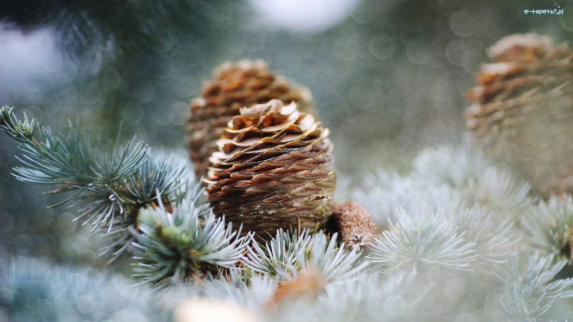 Gałązki, Bokeh, Szyszki, Sosna