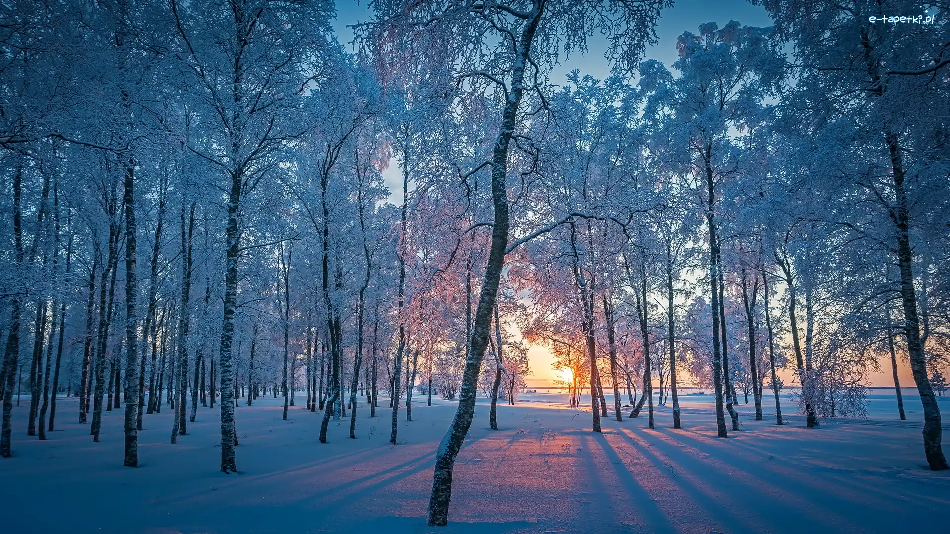Zima, Wysokie, Ośnieżone, Wschód słońca, Drzewa