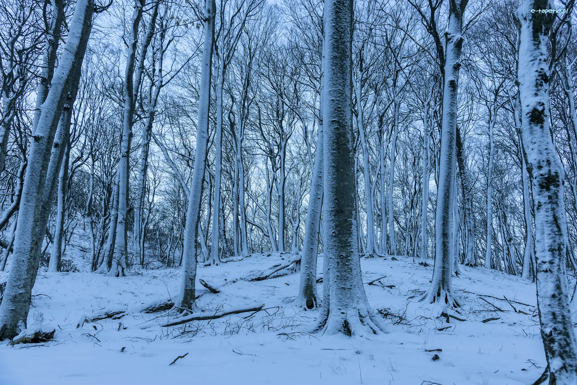 Zima, Wysokie, Las, Śnieg, Drzewa