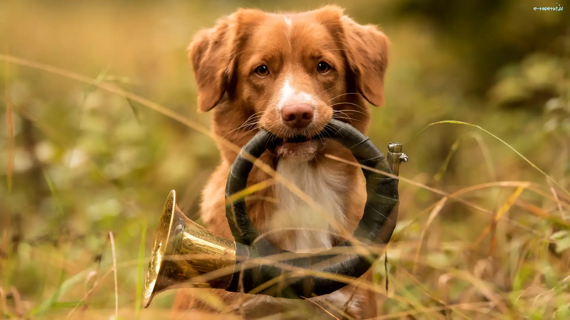 Trąbka sygnałowa, Trawa, Instrument, Trąbka myśliwska, Retriever z Nowej Szkocji, Pies