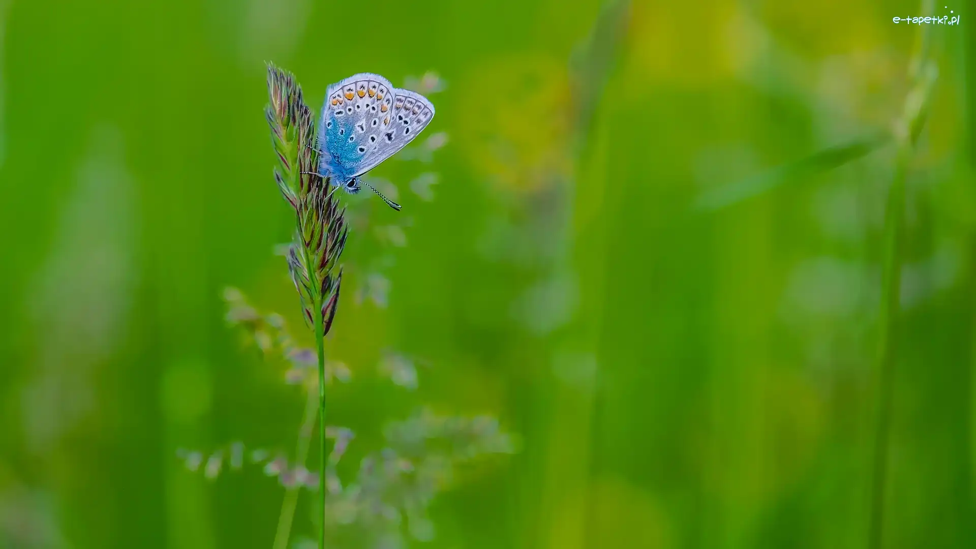 Zielone, Źdźbło, Trawa, Tło, Modraszek ikar, Motyl