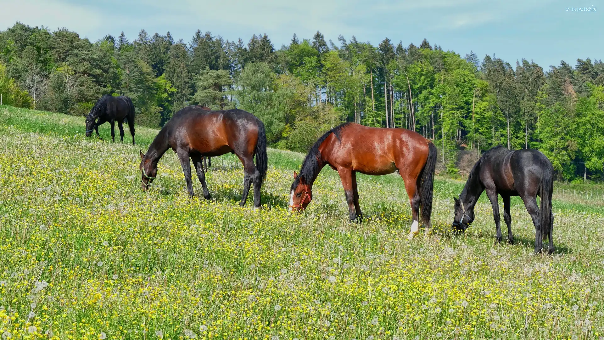 Łąka, Drzewa, Las, Konie