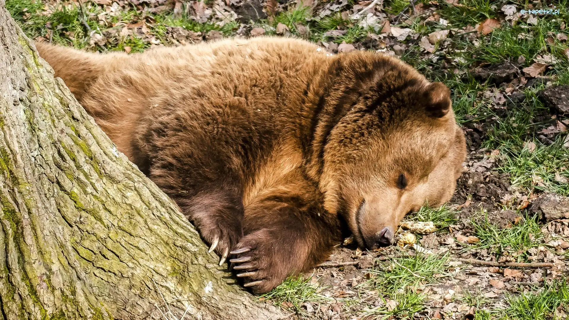 Zwierzęta, Niedźwiedź brunatny, Śpiący, Sen, Drzewo