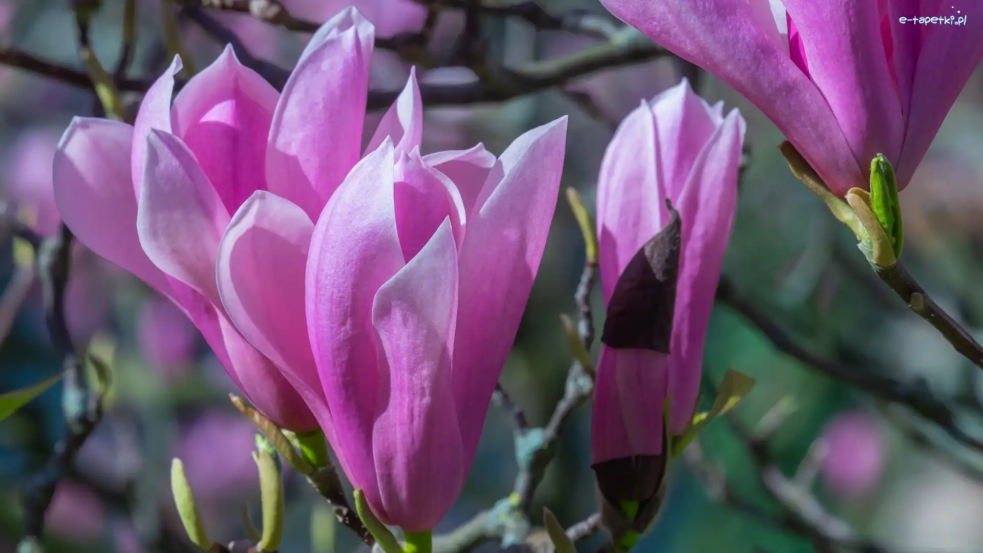 Magnolie, Kwiaty, Różowe
