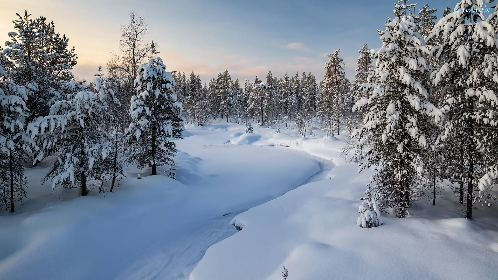 Rzeka, Ośnieżone, Świerki, Las, Zima, Śnieg, Drzewa