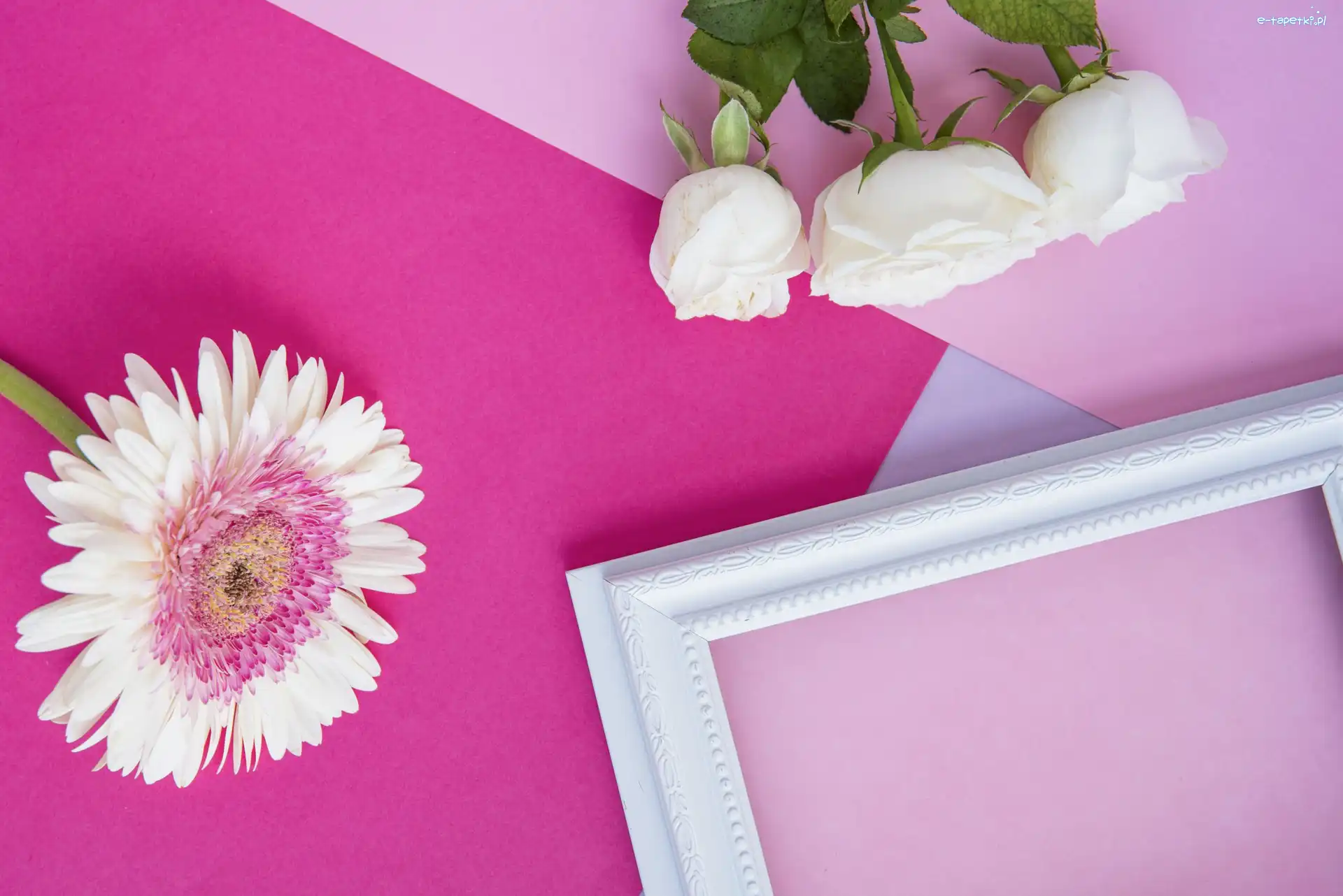 Kwiaty, Gerbera, Róże, Ramka, Biała
