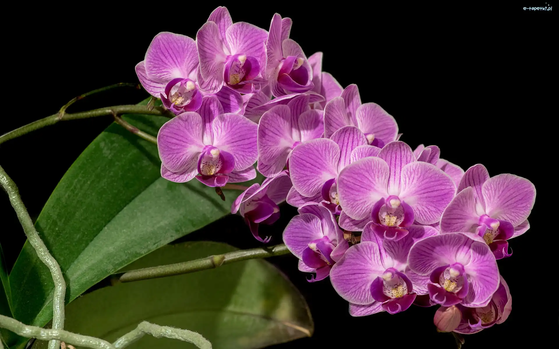 Orchidea, Storczyki, Kwiaty