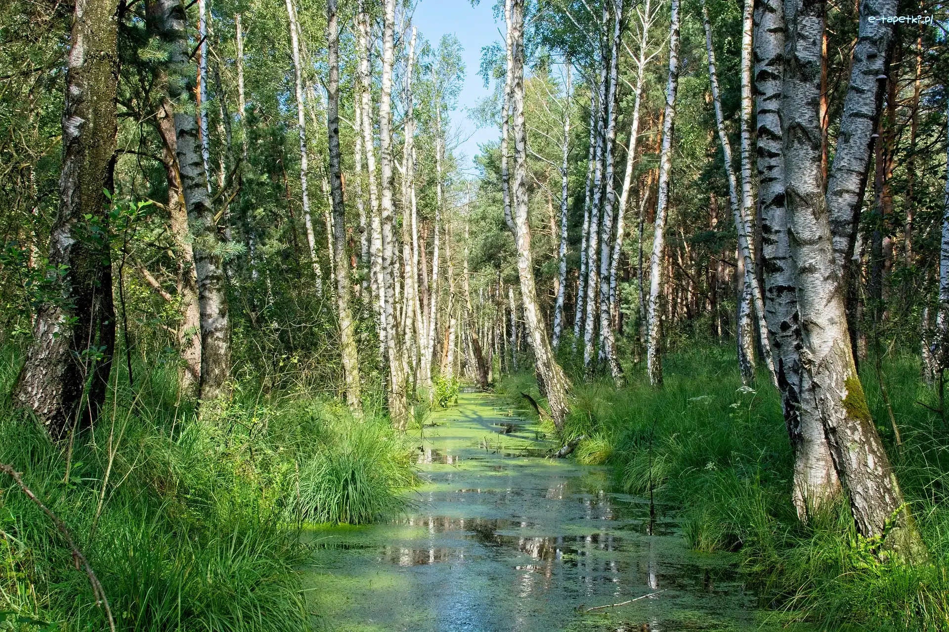 Lato, Brzozy, Las, Rośliny, Staw