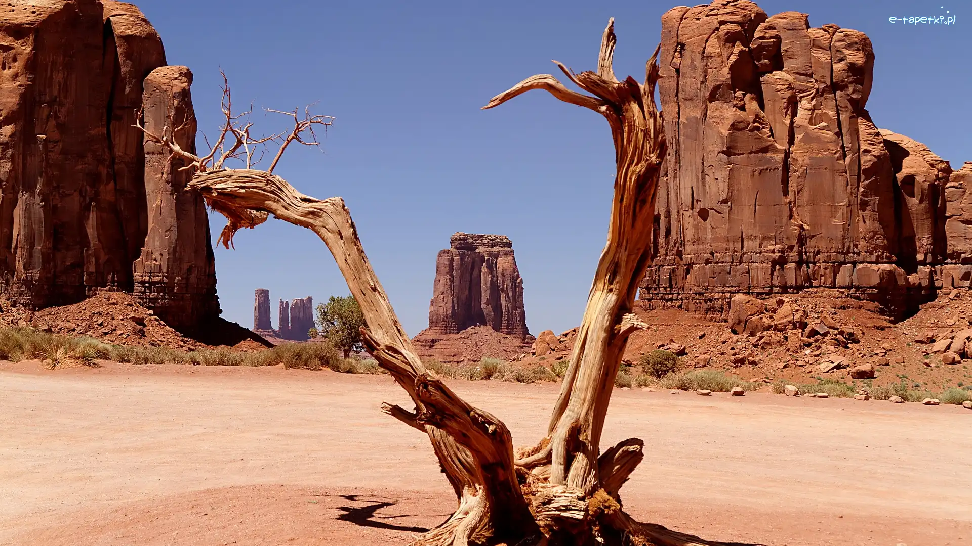 Stany Zjednoczone, Drzewo, Monument Valley, Suche, Skały, Utah, Wyżyna Kolorado