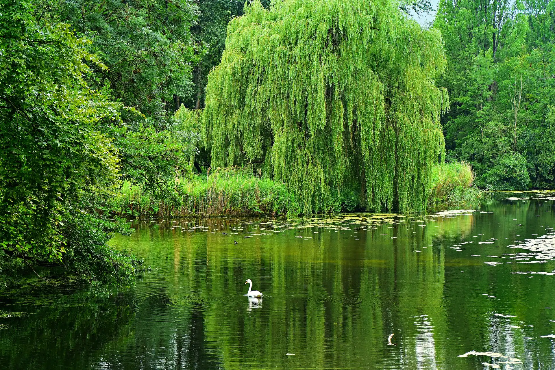 Lato, Zielone, Drzewa, Staw, Park, Łabędź, Wierzba płacząca
