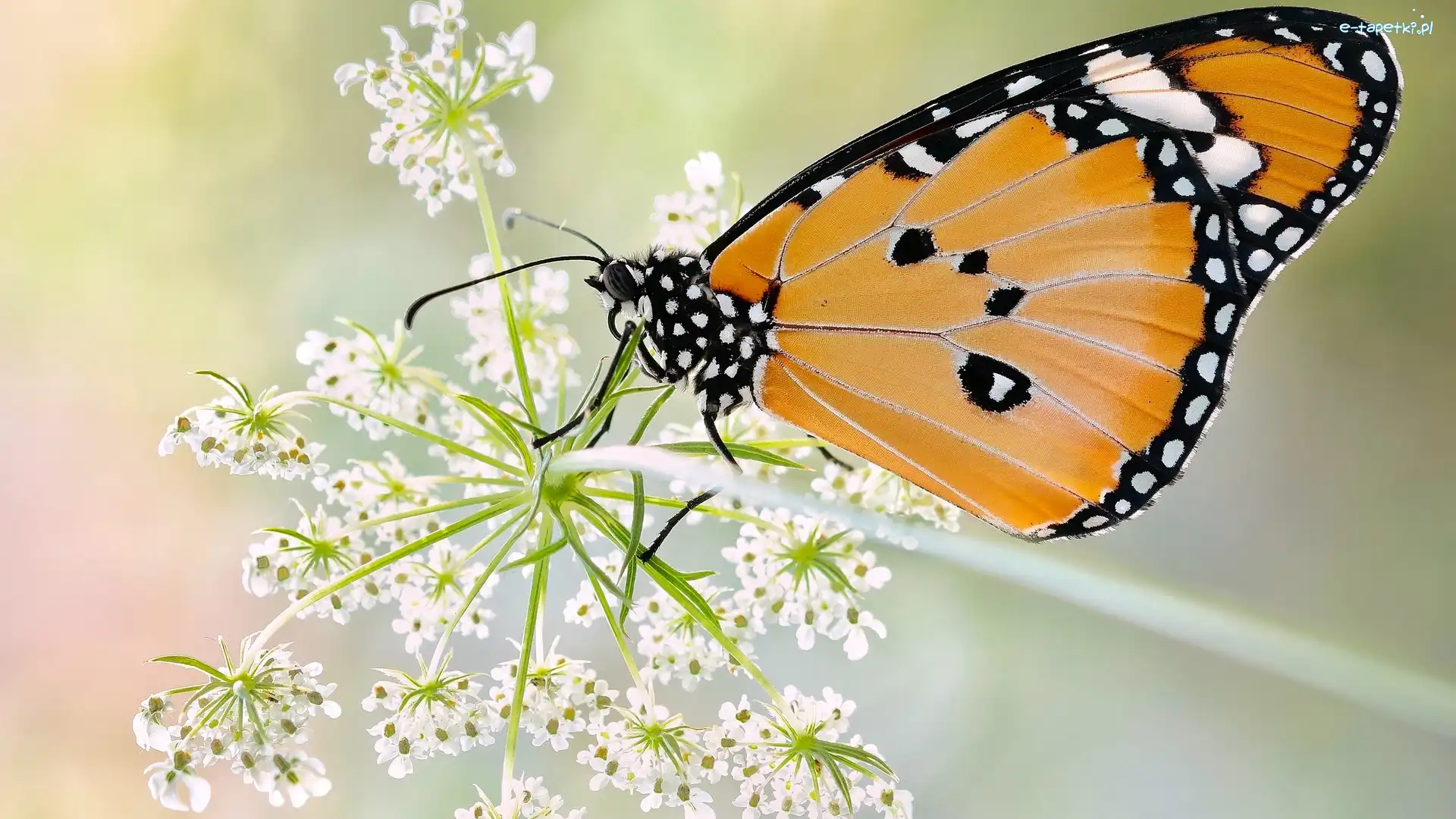 Dzika marchew, Makro, Roślina, Rozmycie, Monarcha złocisty, Motyl
