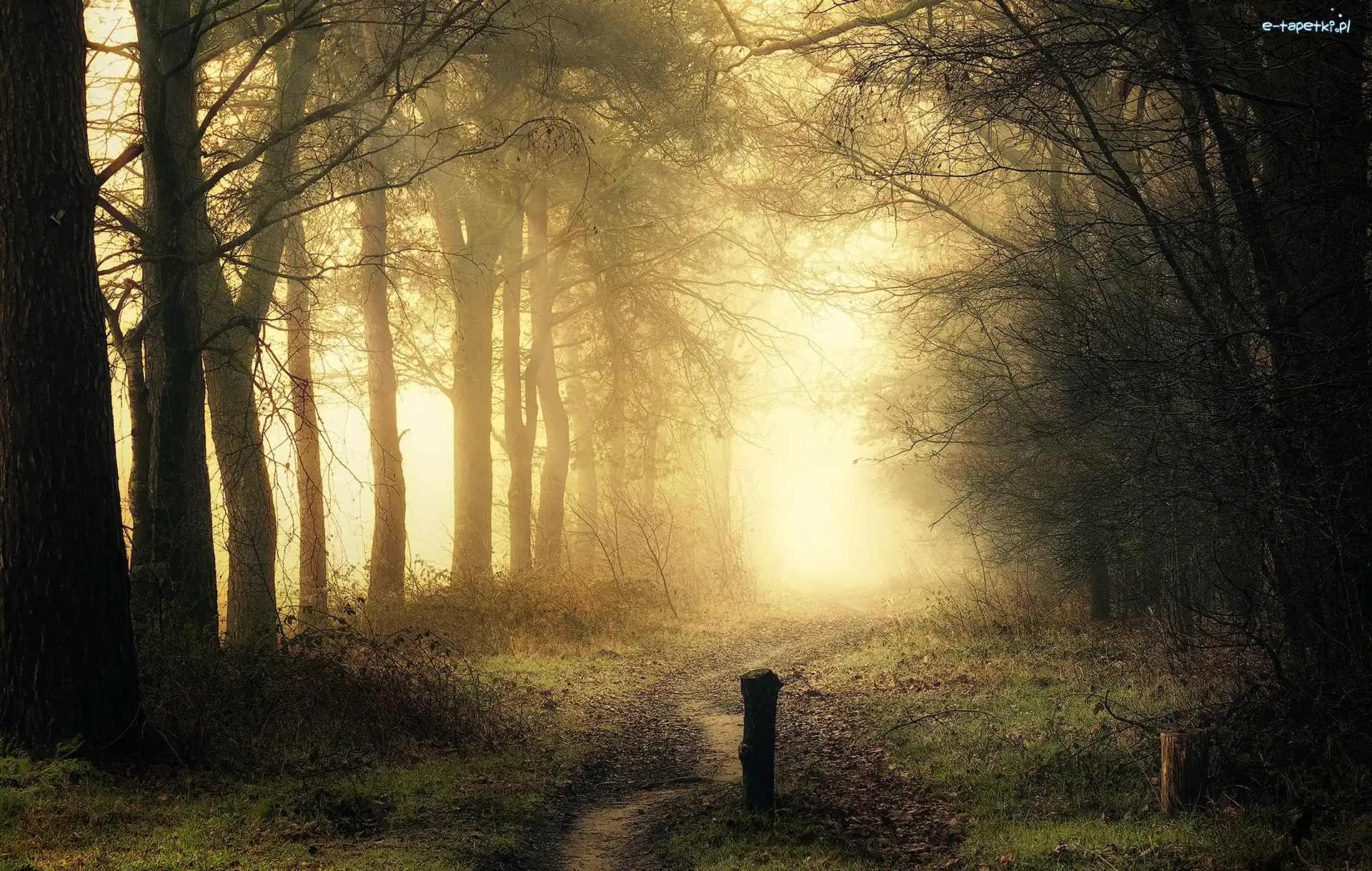 Drzewa, Przebijające światło, Mgła, Jesień, Droga, Park
