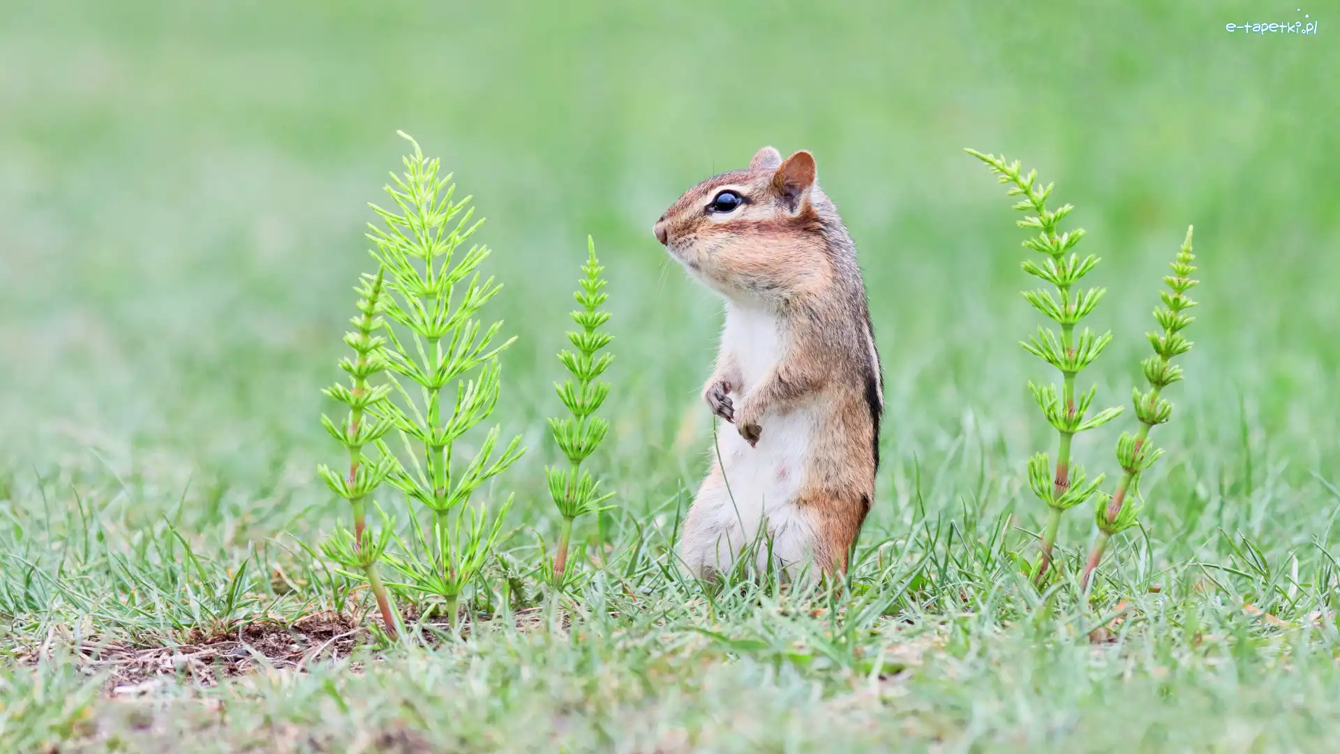 Skrzyp polny, Pręgowiec, Chipmunk
