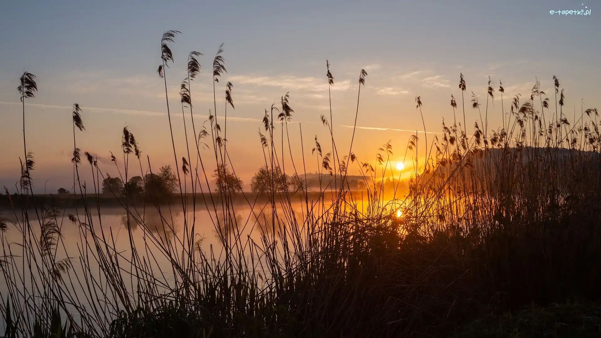 Trawa, Zachód słońca, Szuwary, Jezioro