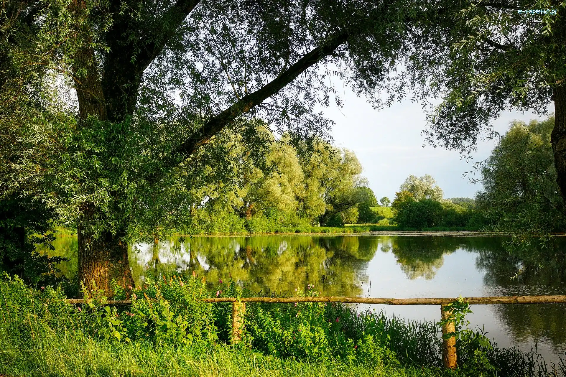Jezioro, Roślinność, Drzewa, Lato, Ogrodzenie