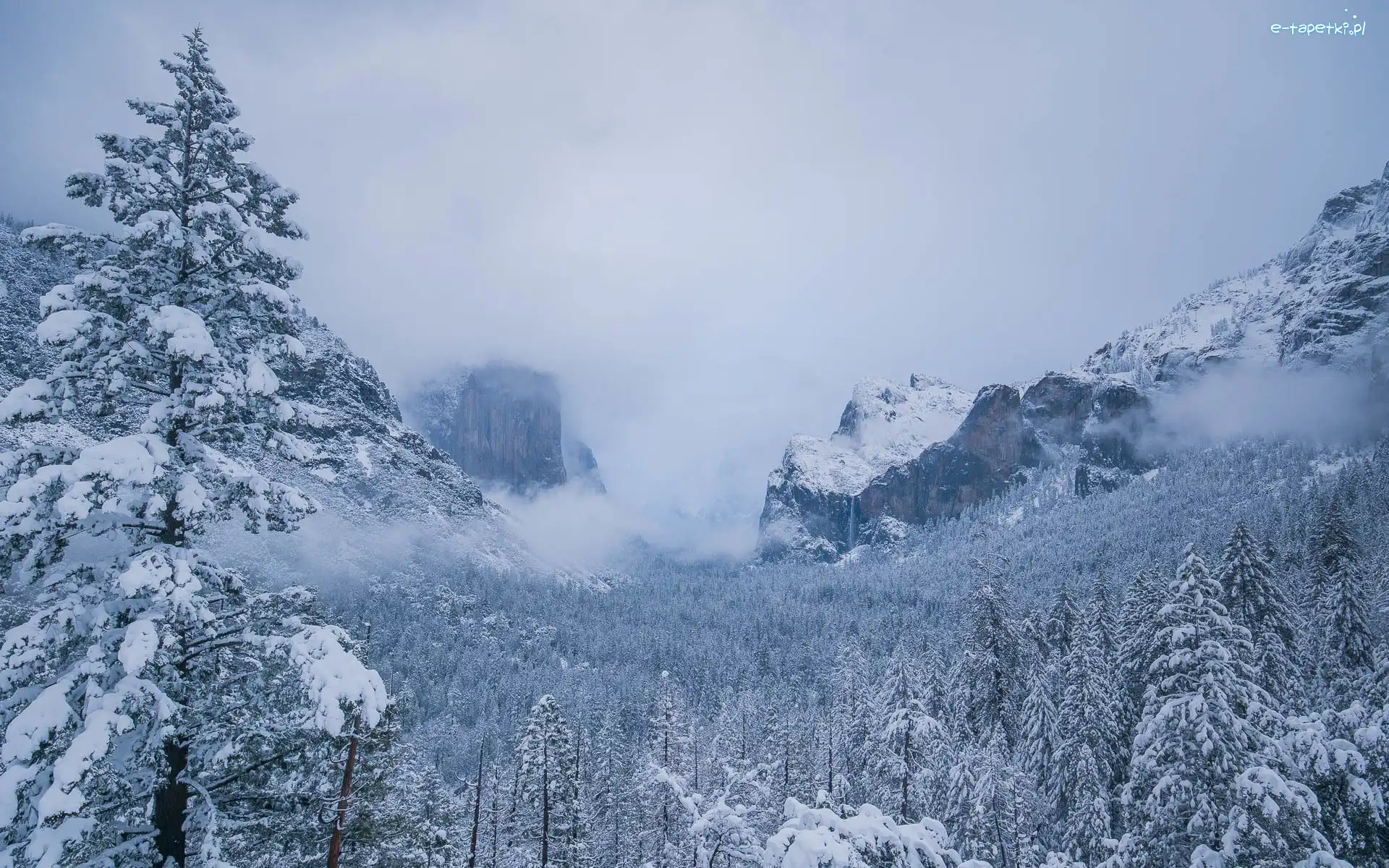 Mgła, Dolina Yosemite Valley, Świerki, Góry, Park Narodowy Yosemite, Stany Zjednoczone, Stan Kalifornia, Drzewa, Zima