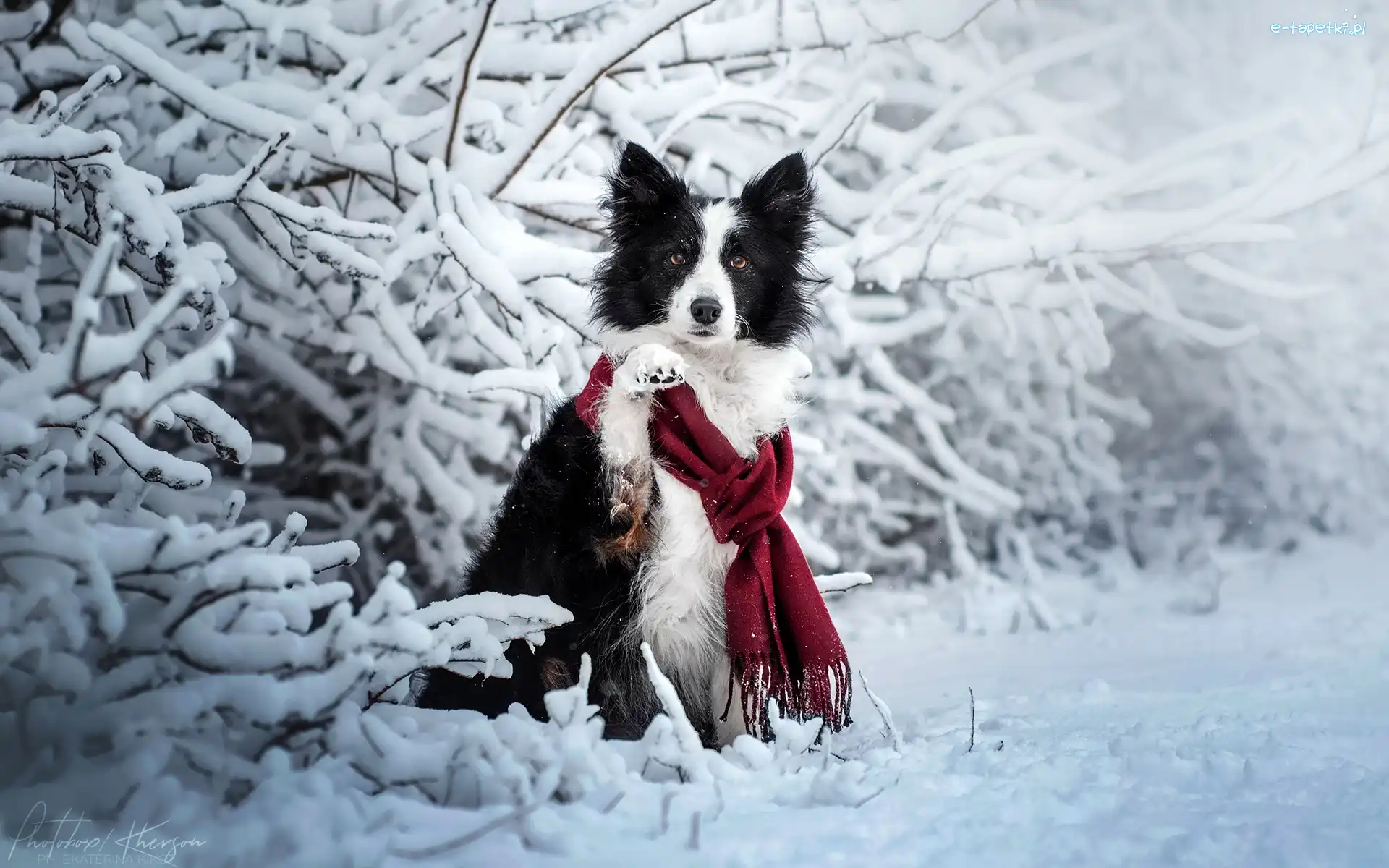 Zima, Border collie, Szalik, Pies, Biało-czarny, Gałązki, Ośnieżone