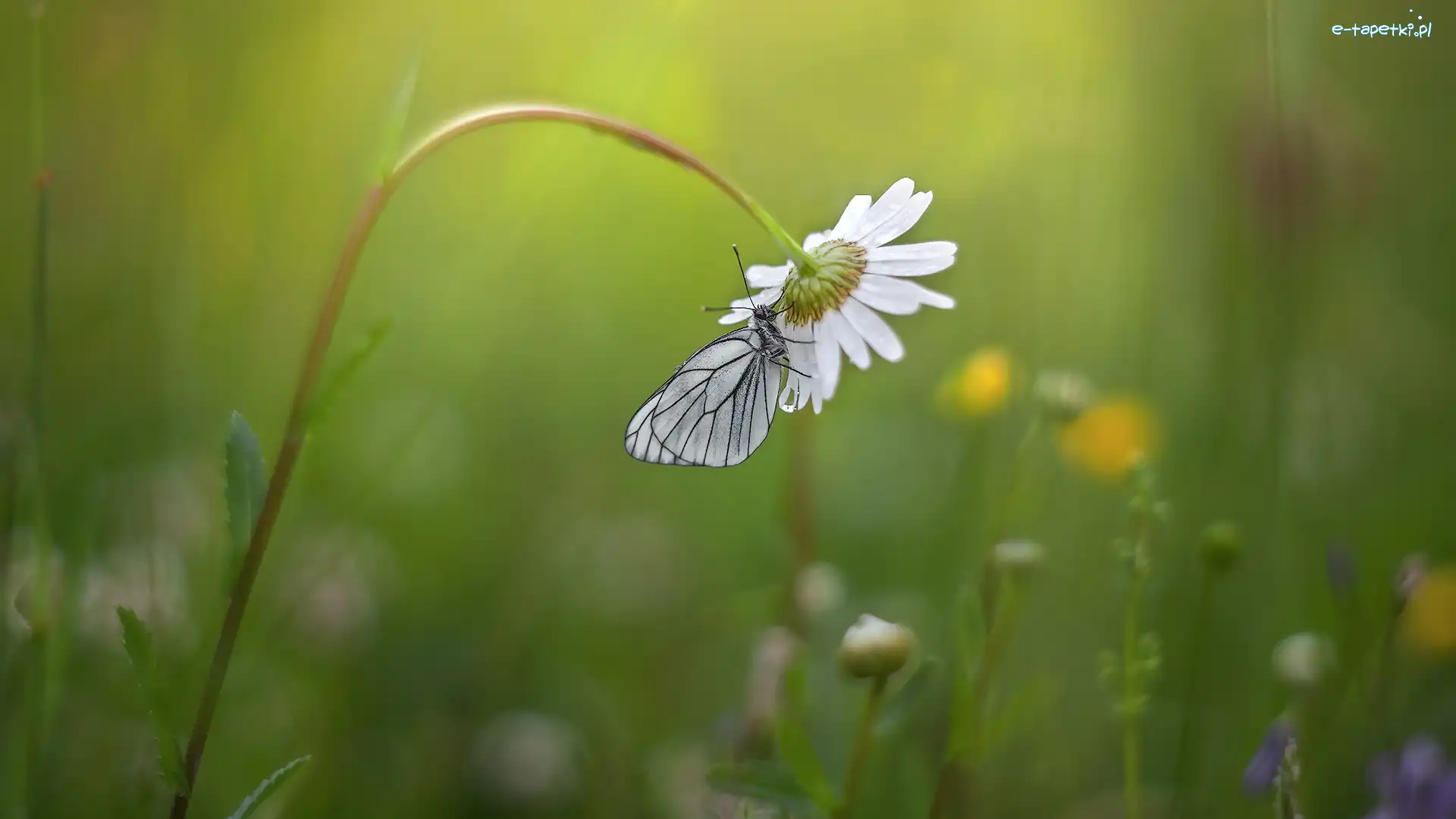 Niestrzęp głogowiec, Margerytka, Kwiat, Motyl