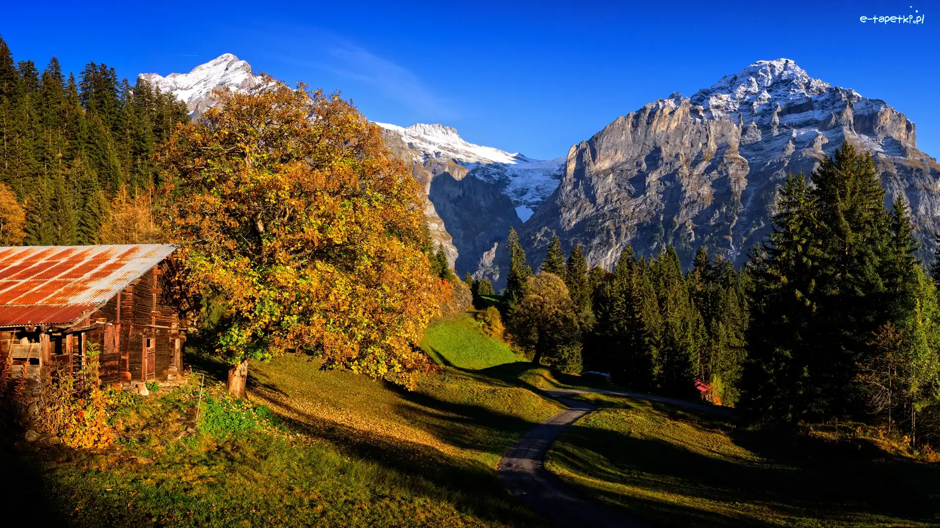 Alpy Berneńskie, Góry, Dom, Kanton Berno, Szwajcaria, Jesień, Droga, Wieś Grindelwald, Drzewa