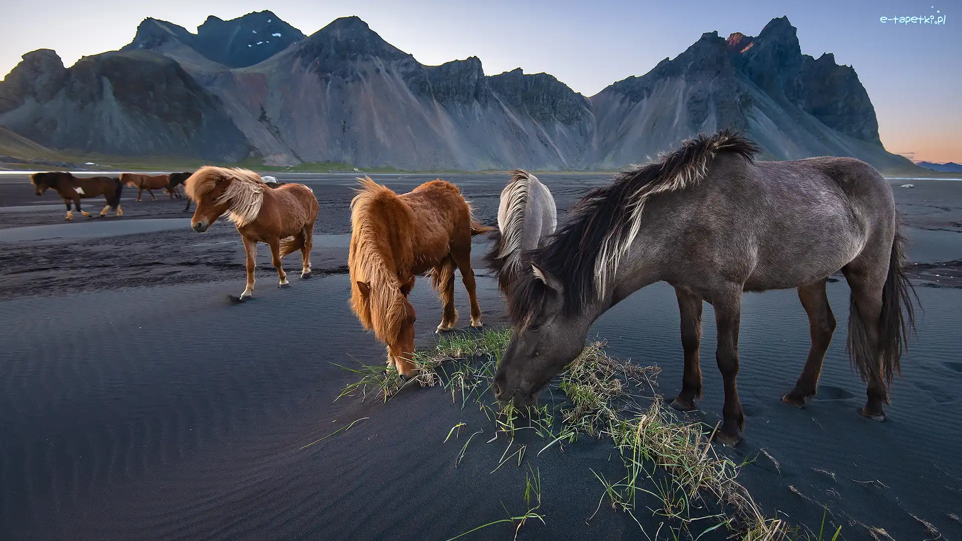 Piasek, Góry, Plaża Stokksnes, Góra Vestrahorn, Konie, Ciemny, Islandia