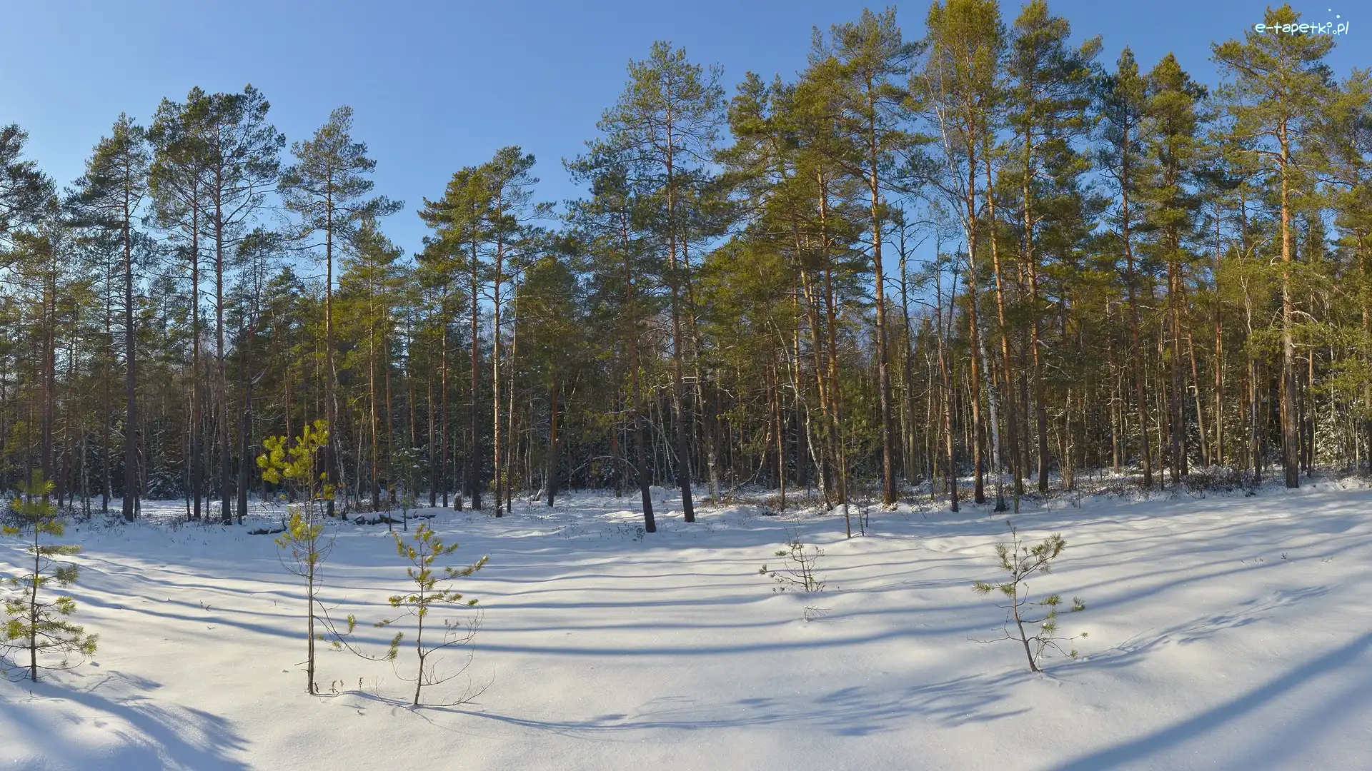 Śnieg, Sosny, Las, Zima