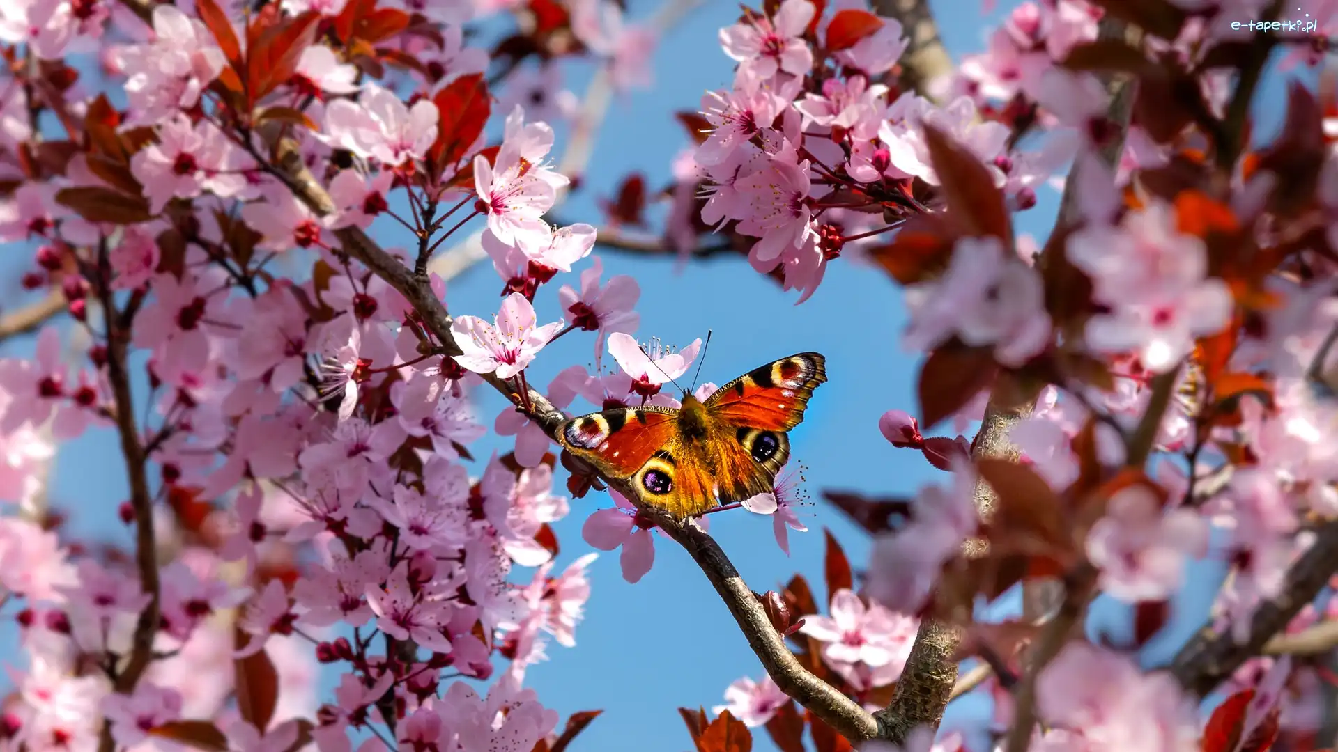 Motyl, Kwitnąca, Wiśnia, Rusałka pawik, Gałązki, Drzewo owocowe