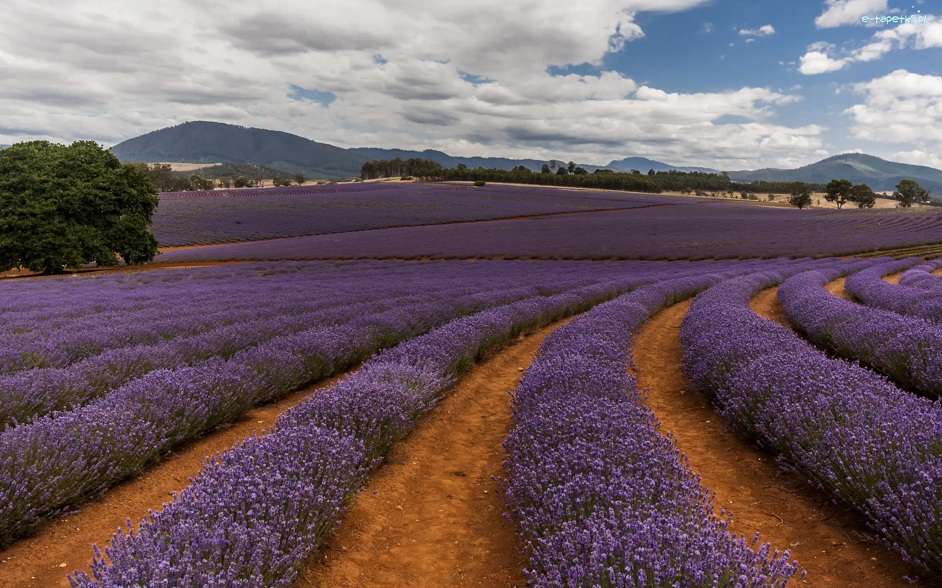 Australia, Drzewa, Góry, Lawenda, Pole, Tasmania, Nobowla
