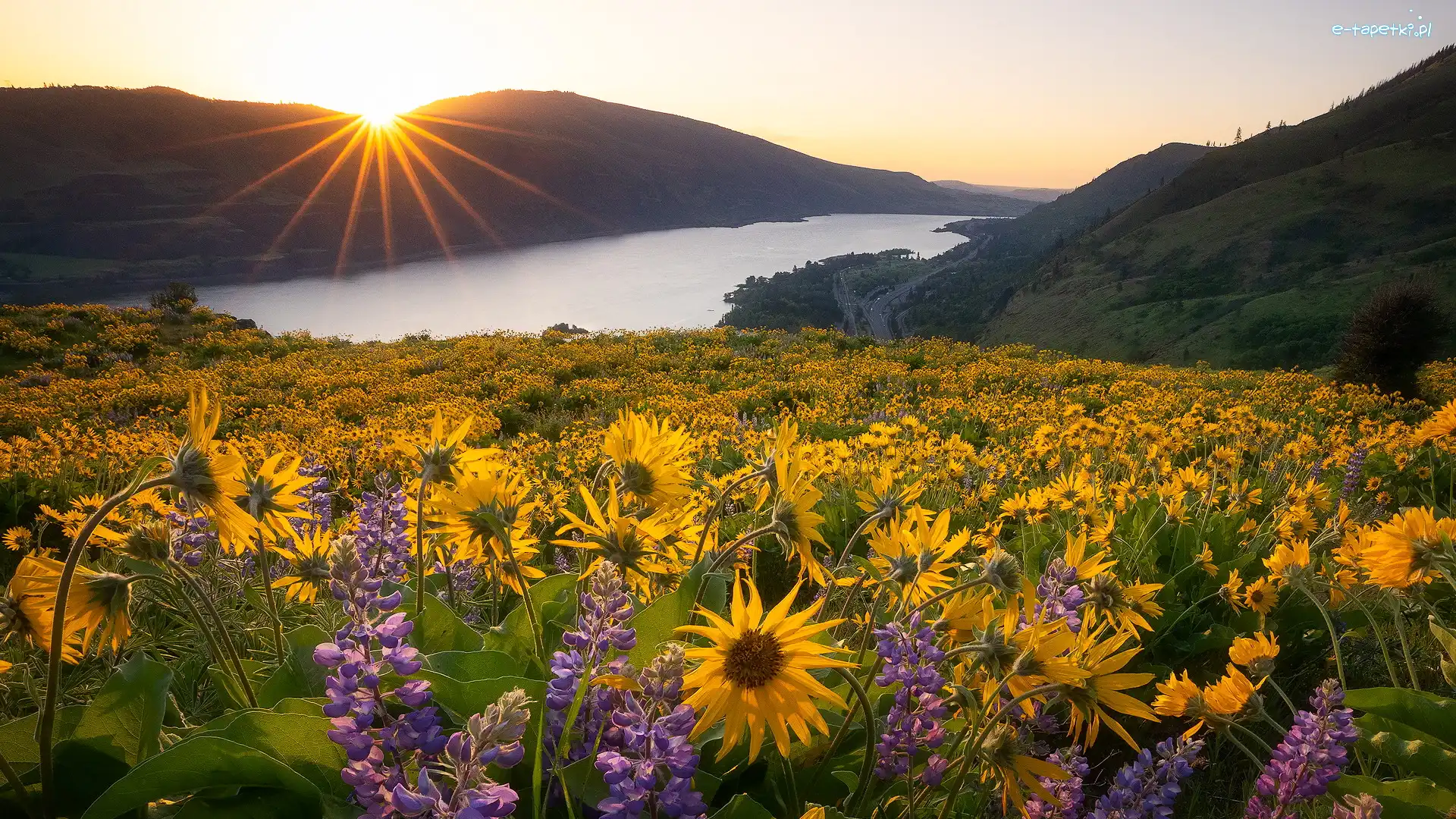 Łubin, Rezerwat przyrody Columbia River Gorge, Wschód słońca, Rzeka Kolumbia, Stany Zjednoczone, Żółte, Balsamorhiza, Stan Waszyngton, Kwiaty, Góry Kaskadowe, Łąka