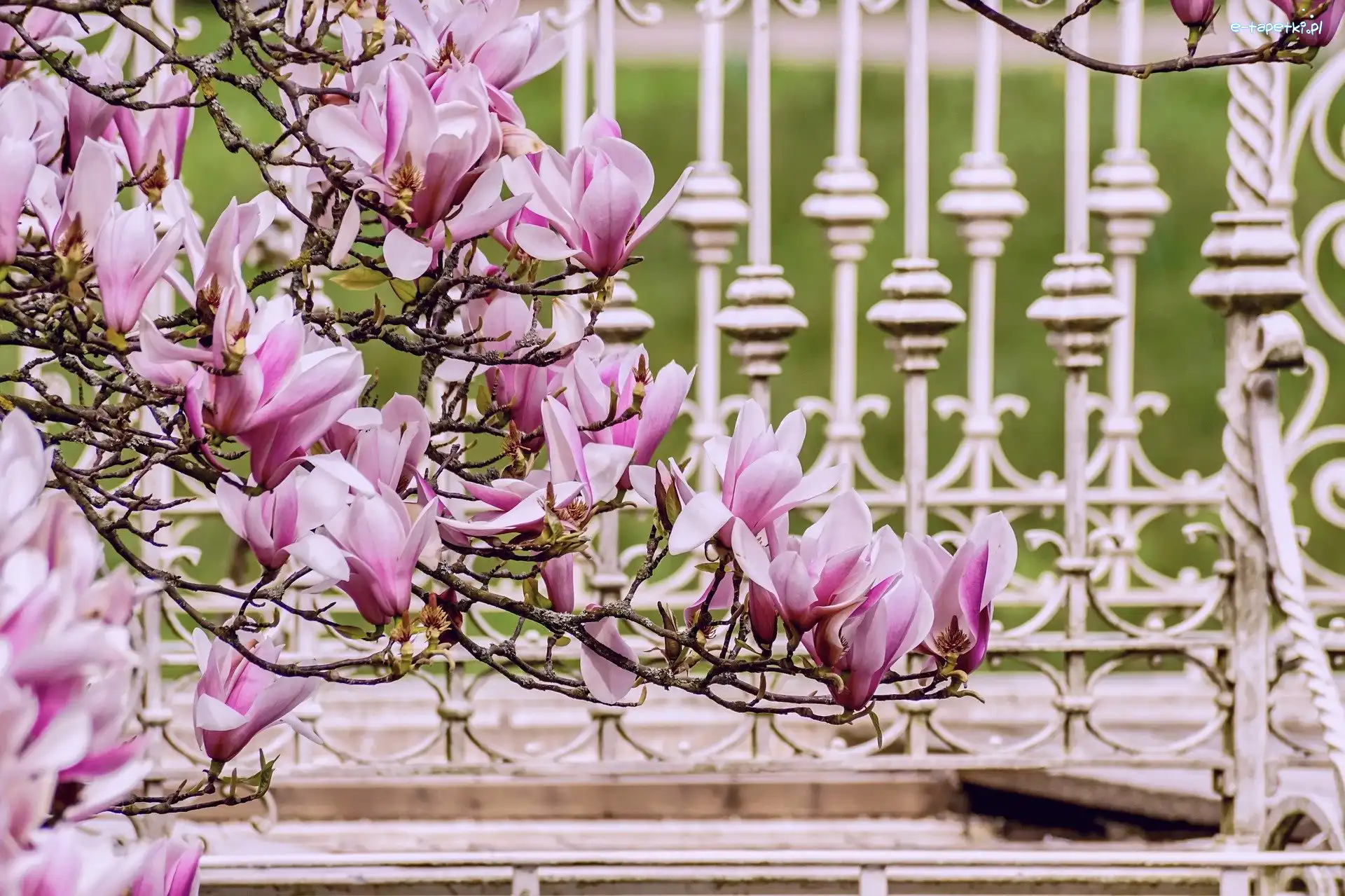 Kwiaty, Ogrodzenie, Magnolia, Gałązki