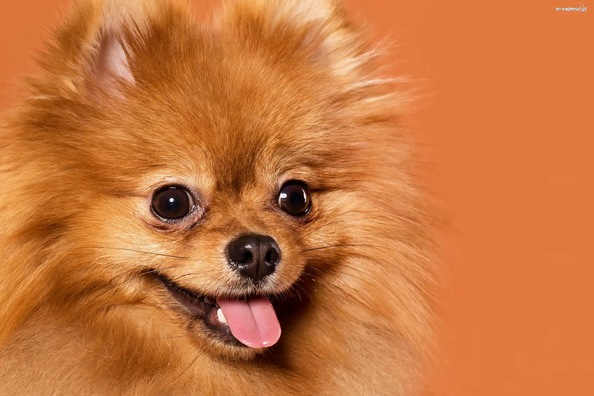 Rudy, Pomeranian, Szpic miniaturowy, Pies