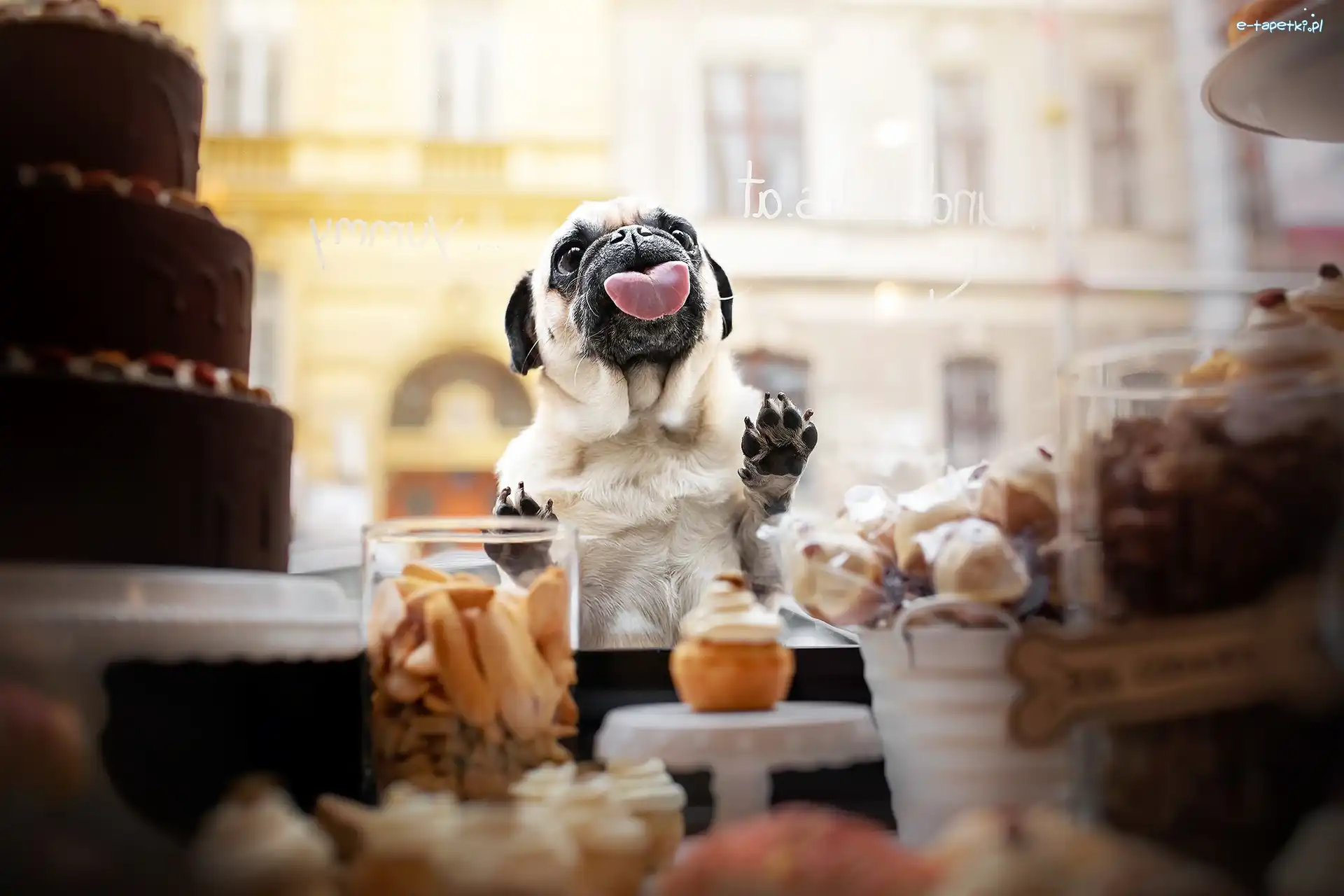 Mops, Szyba, Język, Pies
