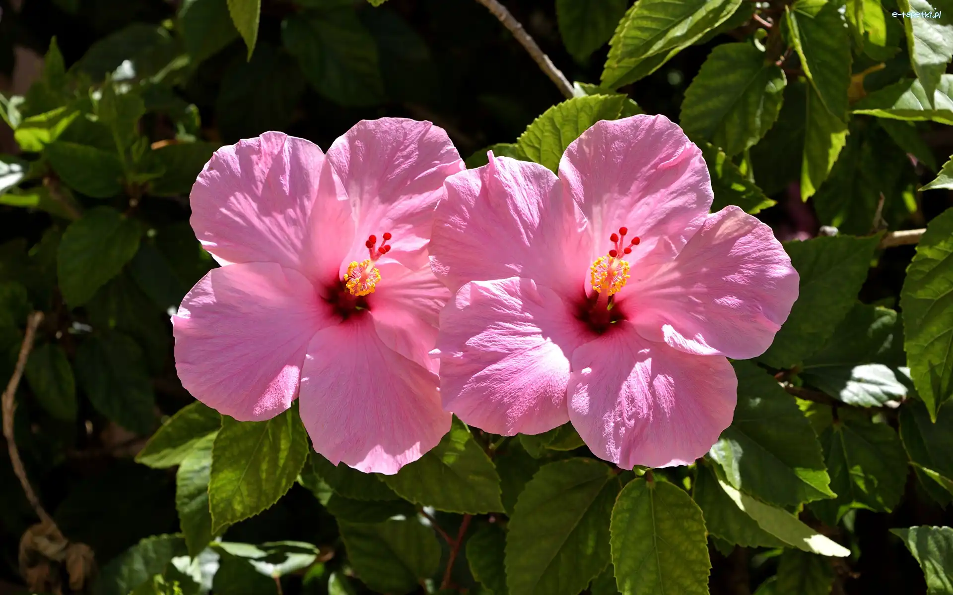 Hibiskusy, Różowe