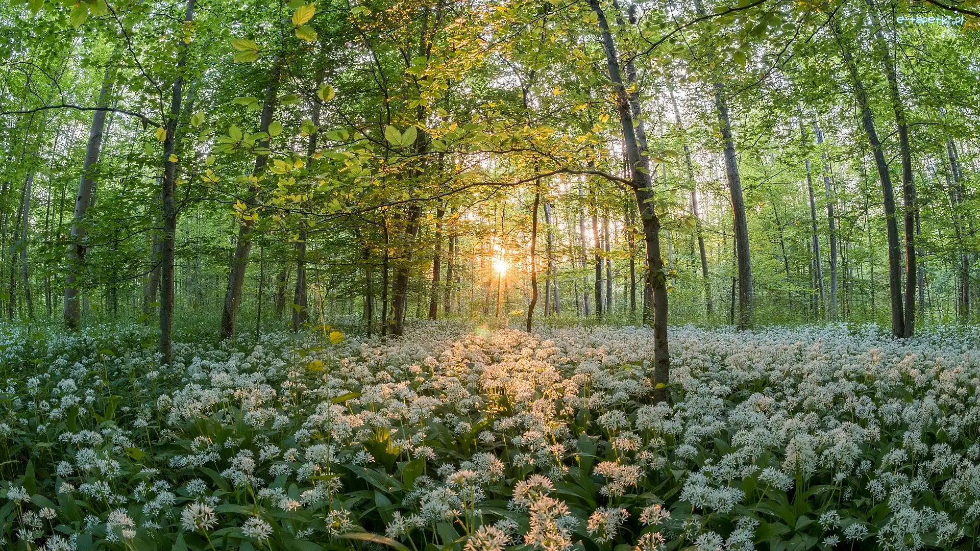 Wiosna, Drzewa, Promienie słońca, Liściasty, Las, Czosnek niedźwiedzi, Kwitnący