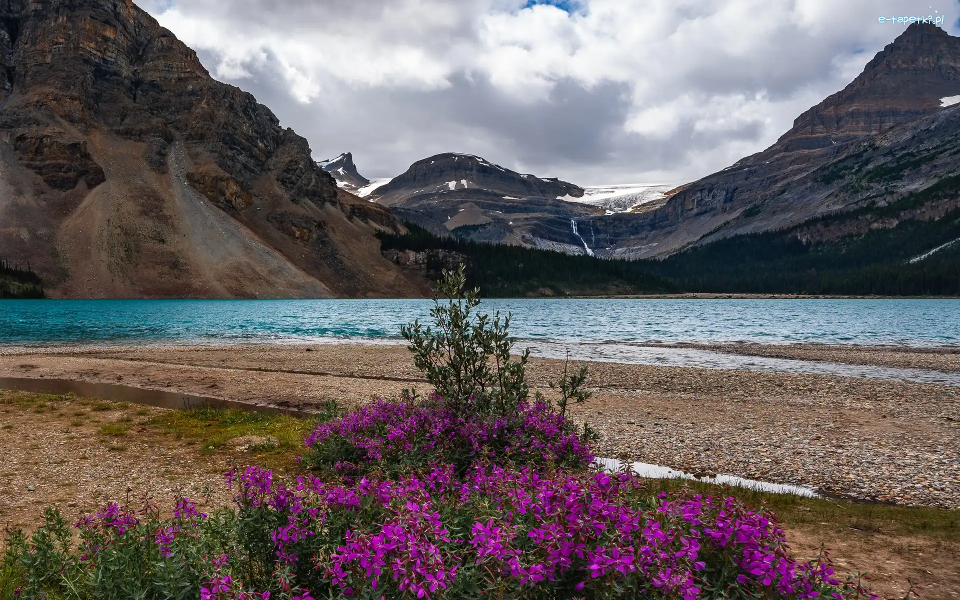 Jezioro Bow Lake, Prowincja Alberta, Chmury, Kwiaty, Park Narodowy Banff, Góry, Drzewa, Kanada