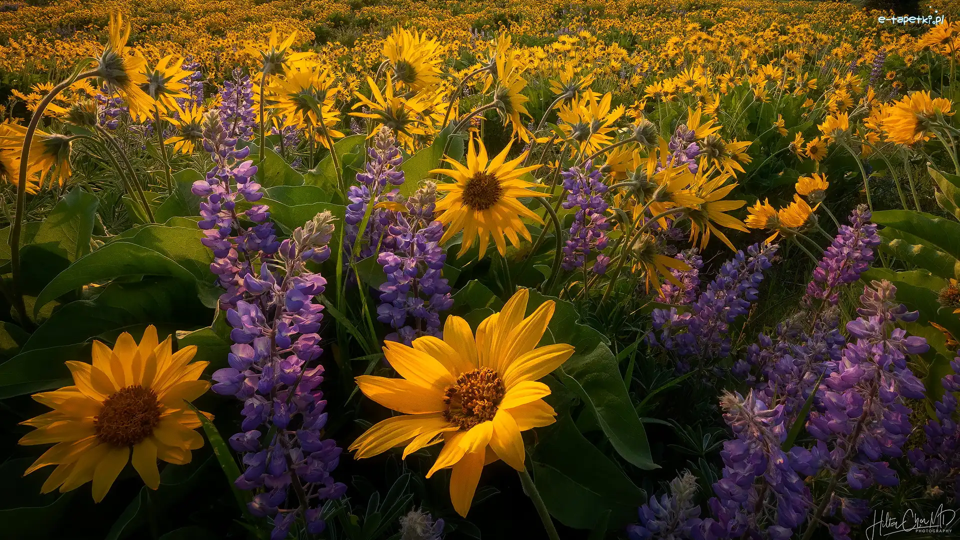 Żółte, Balsamorhiza, Kwiaty, Łąka, Łubin