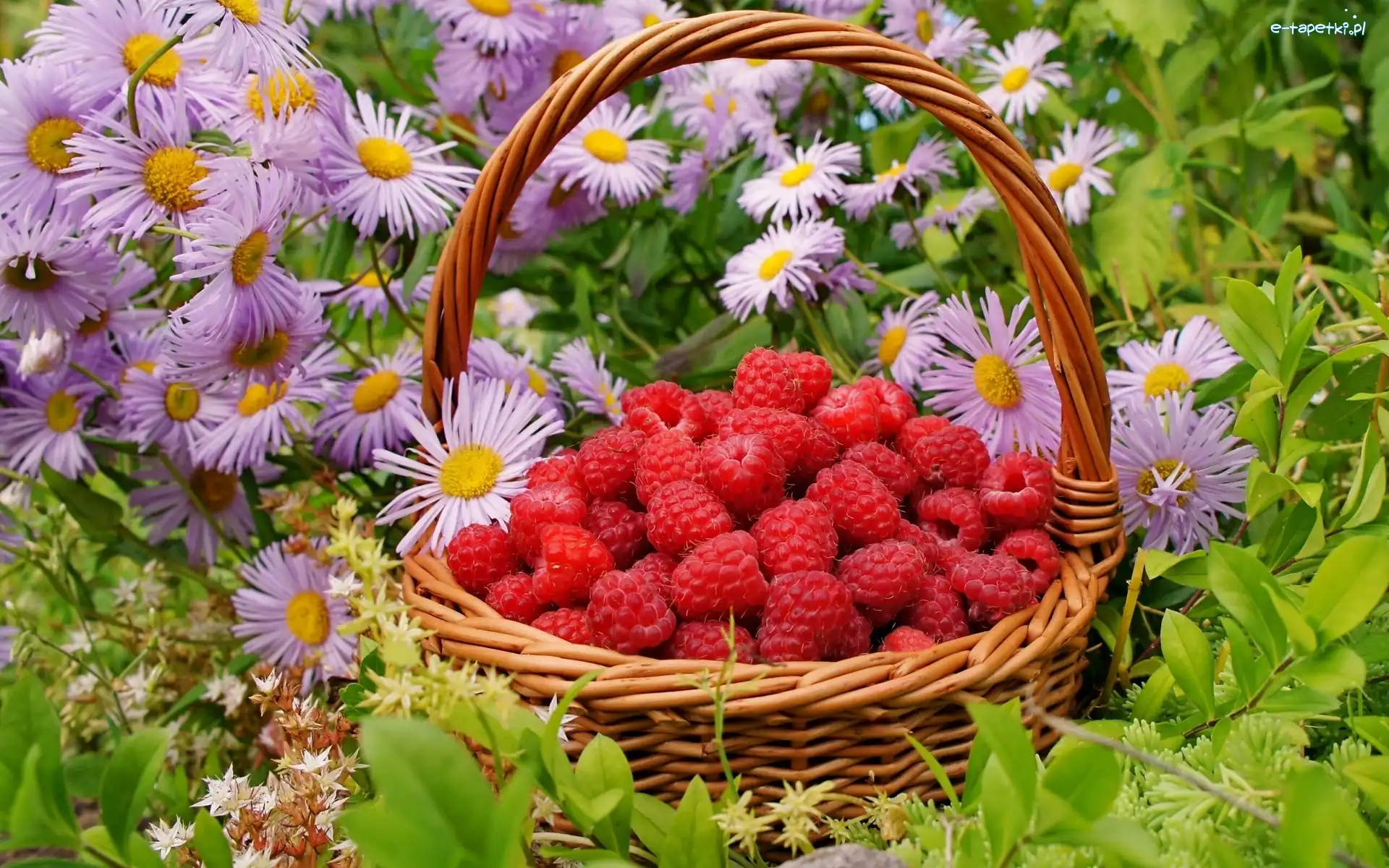 Astry, Owoce, Maliny, Wiklinowy, Kosz, Kwiatki, Łąka