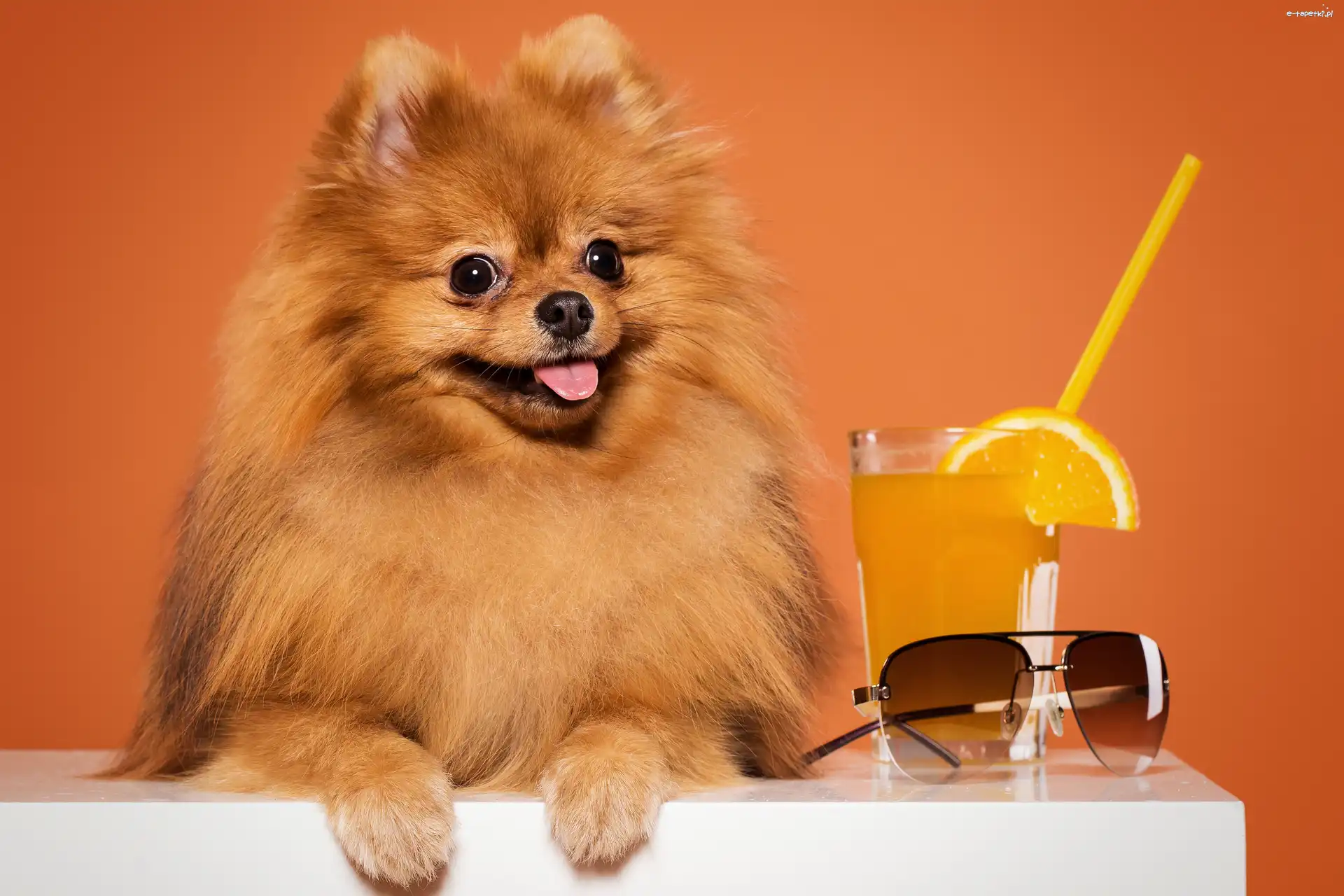 Okulary, Szpic miniaturowy, Pomeranian, Rudy, Pies, Sok, Szklanka