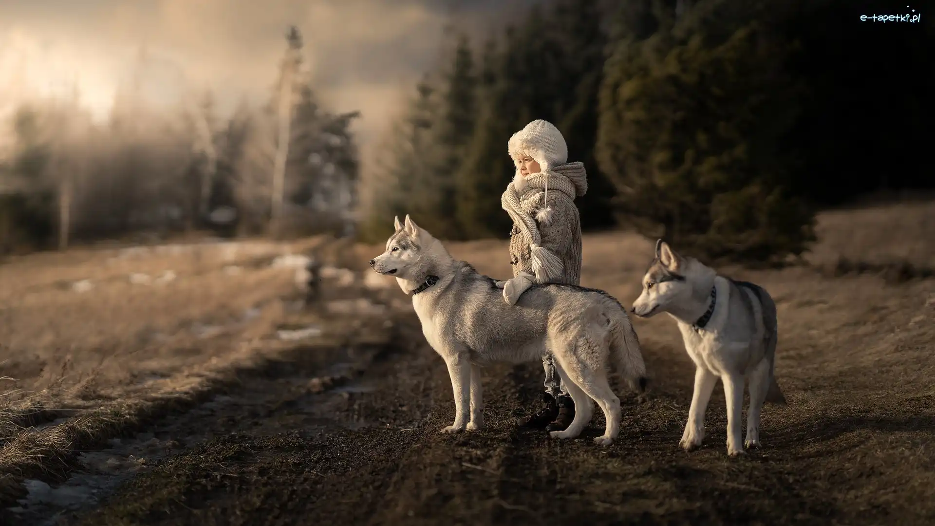 Dwa, Siberian husky, Psy, Dziecko