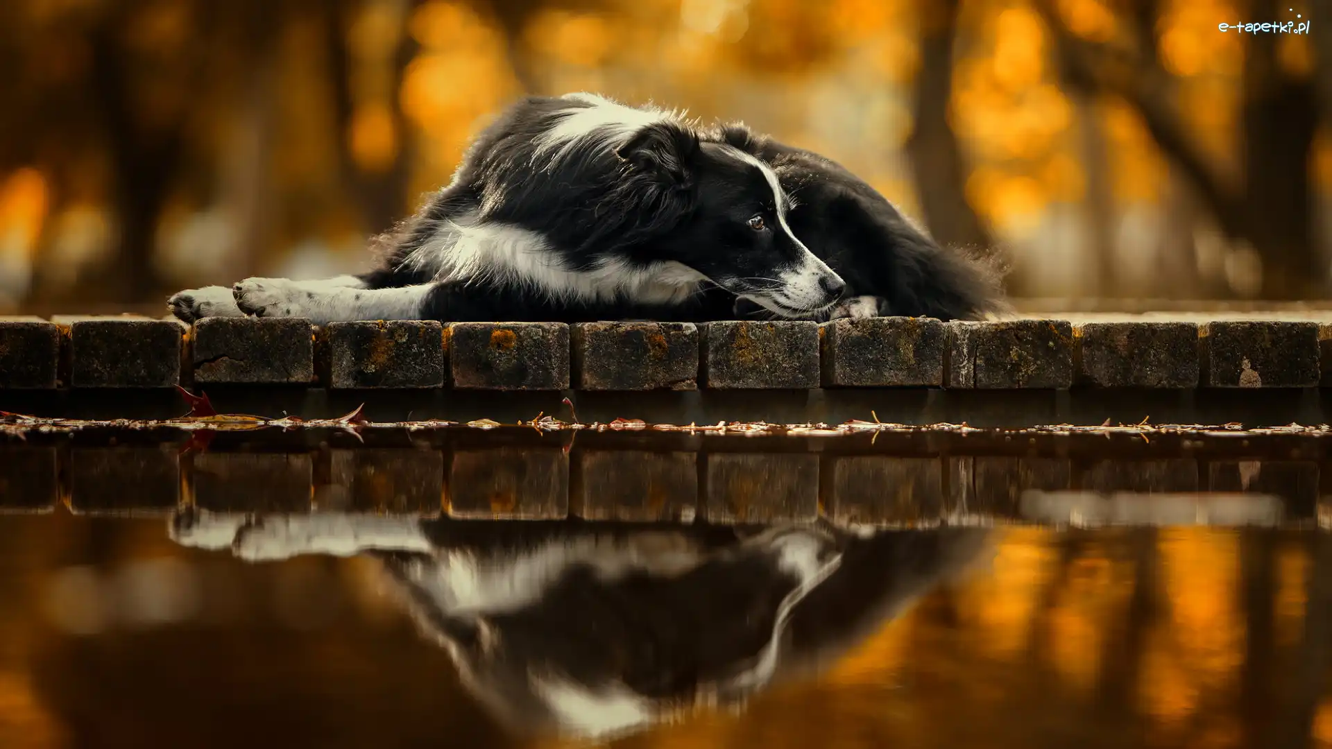 Murek, Pies, Border collie, Odbicie, Biało-czarny, Leżący