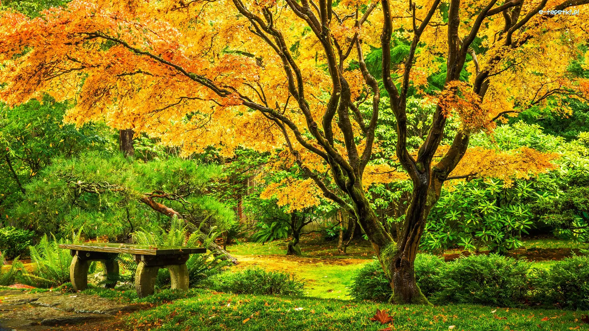 Stany Zjednoczone, Park, Washington Park Arboretum, Klon japoński, Ławka, Seattle, Ogród