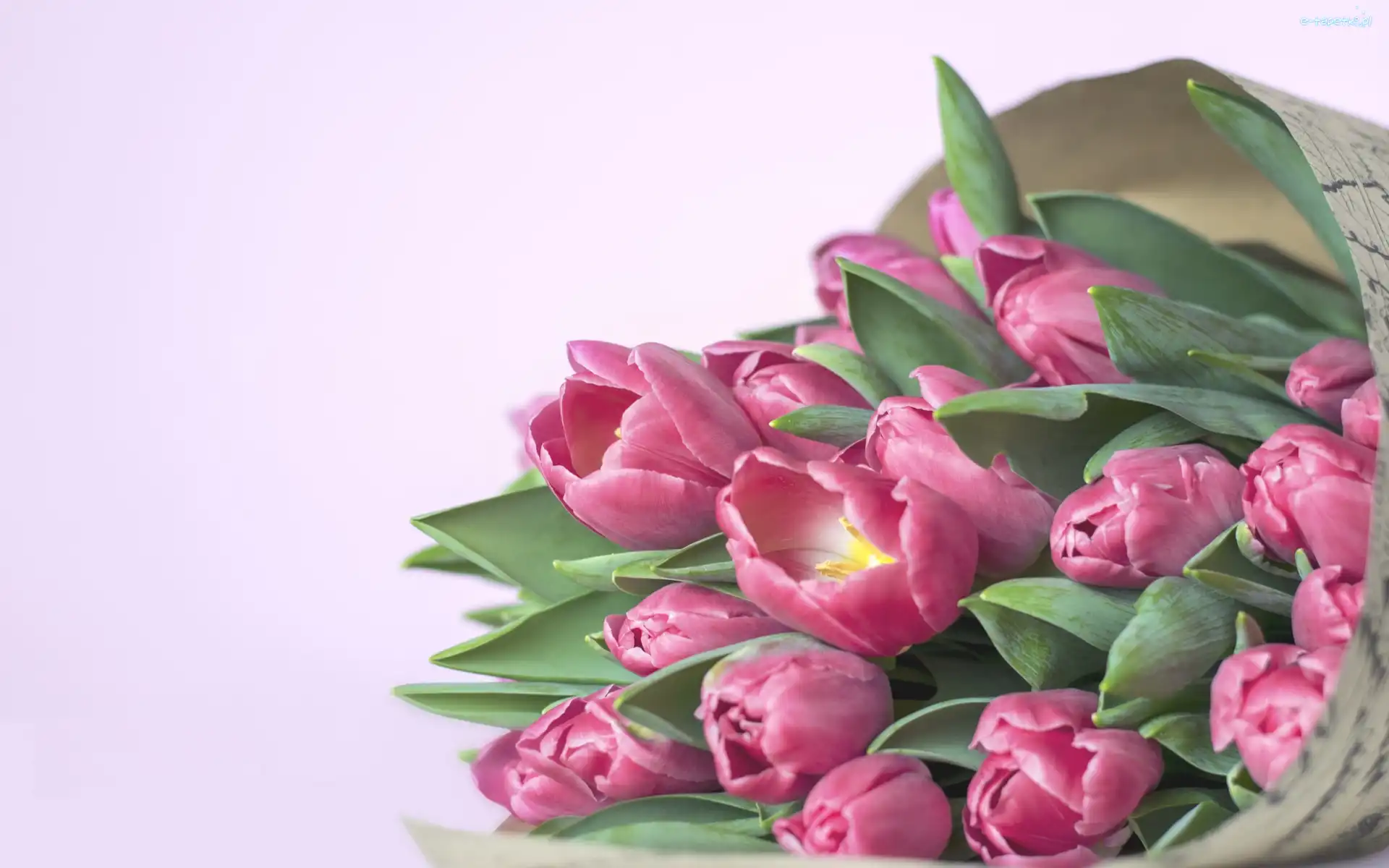 Tulipany, Bukiet, Kwiaty, Różowe