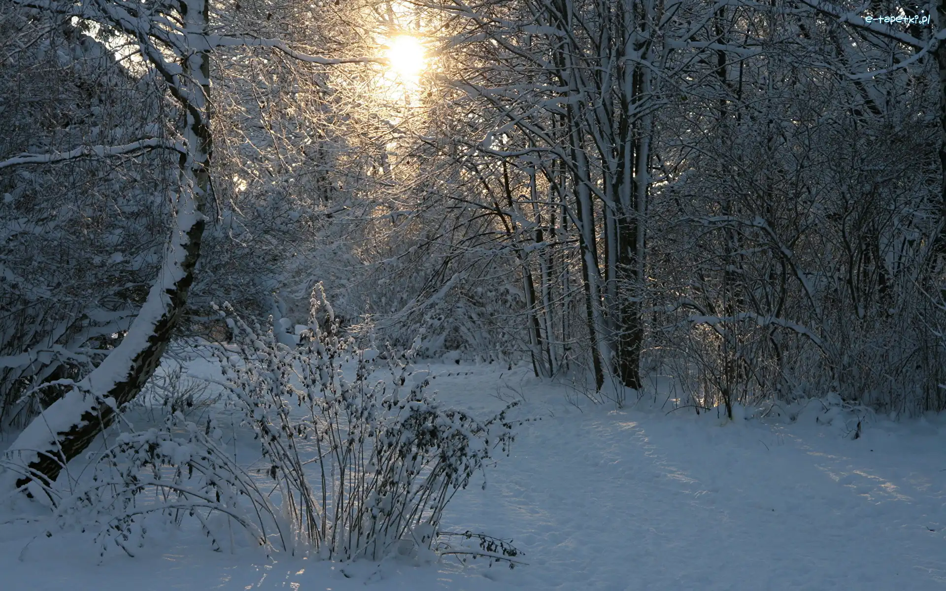 Zima, Las, Śnieg, Krzewy, Drzewa